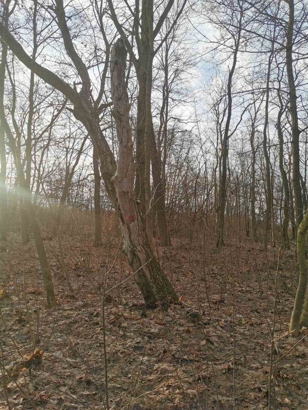 Новини Тернополя - фото з На вул. Львівській починають видаляти аварійні дерева