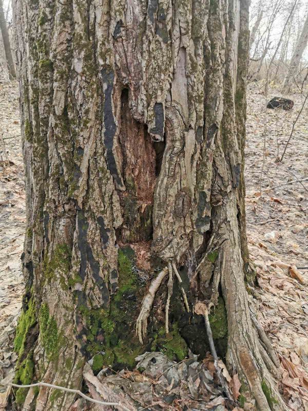 Новини Тернополя - фото з На вул. Львівській починають видаляти аварійні дерева