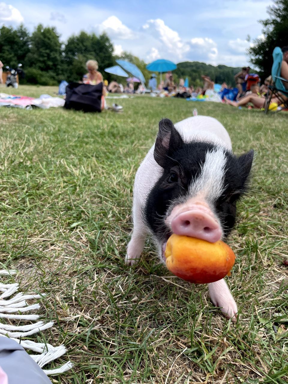 Новини Вінниці - фото з Свинка замість собаки чи кота. Дізналися у власниці міні-піга, як тримати таку тварину вдома