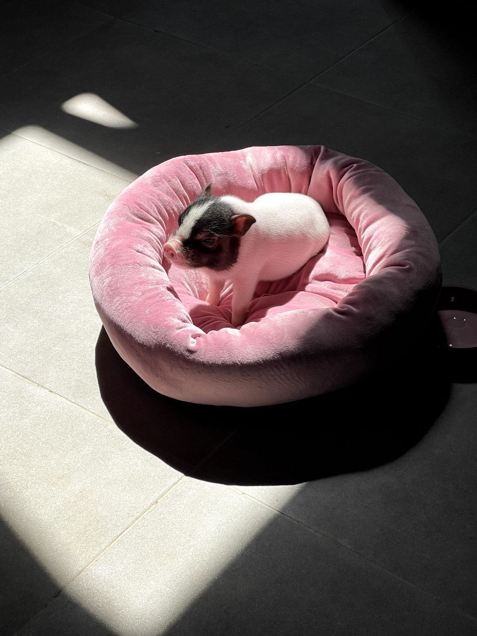 Новини Вінниці - фото з Свинка замість собаки чи кота. Дізналися у власниці міні-піга, як тримати таку тварину вдома