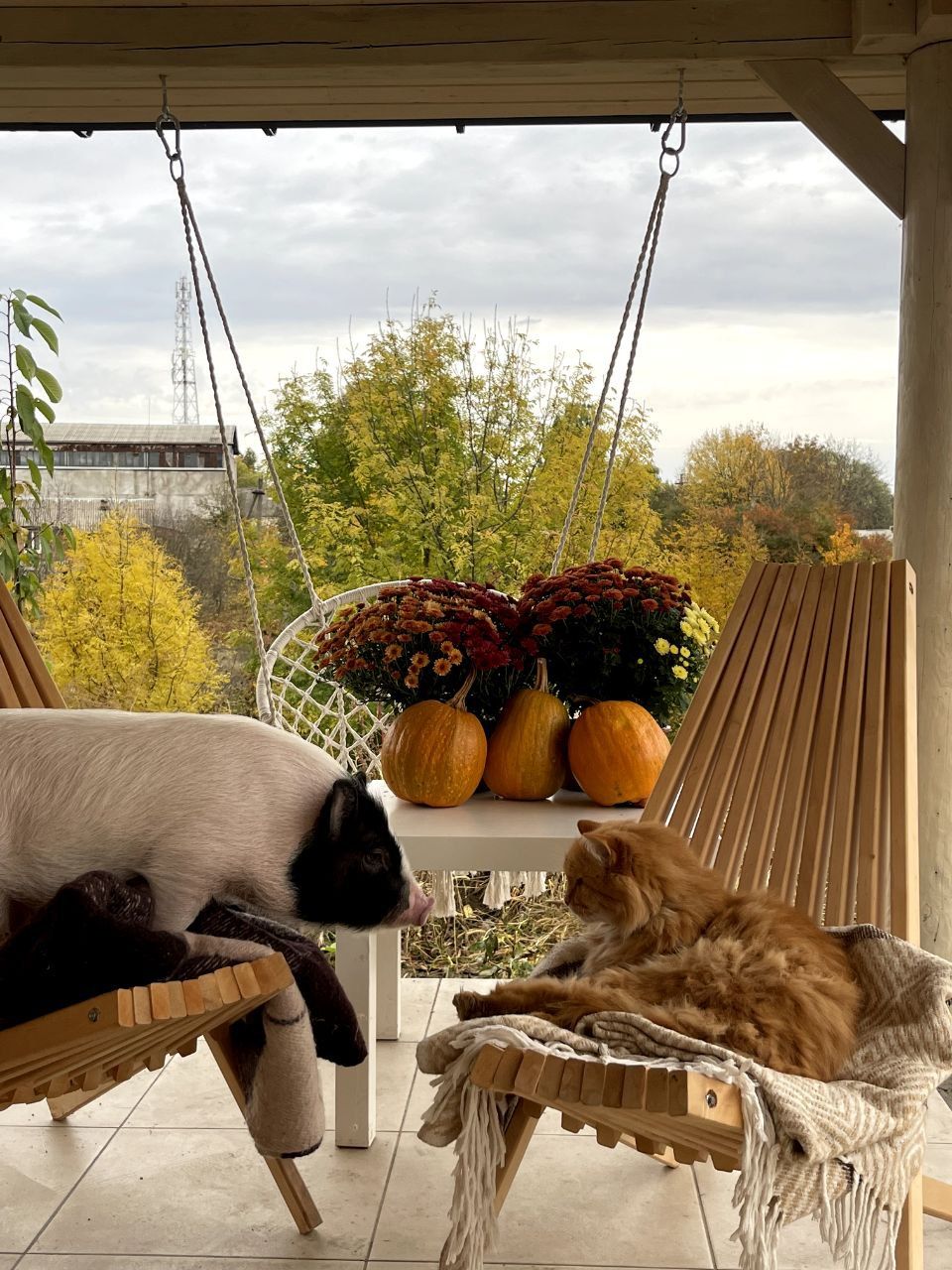 Новини Вінниці - фото з Свинка замість собаки чи кота. Дізналися у власниці міні-піга, як тримати таку тварину вдома