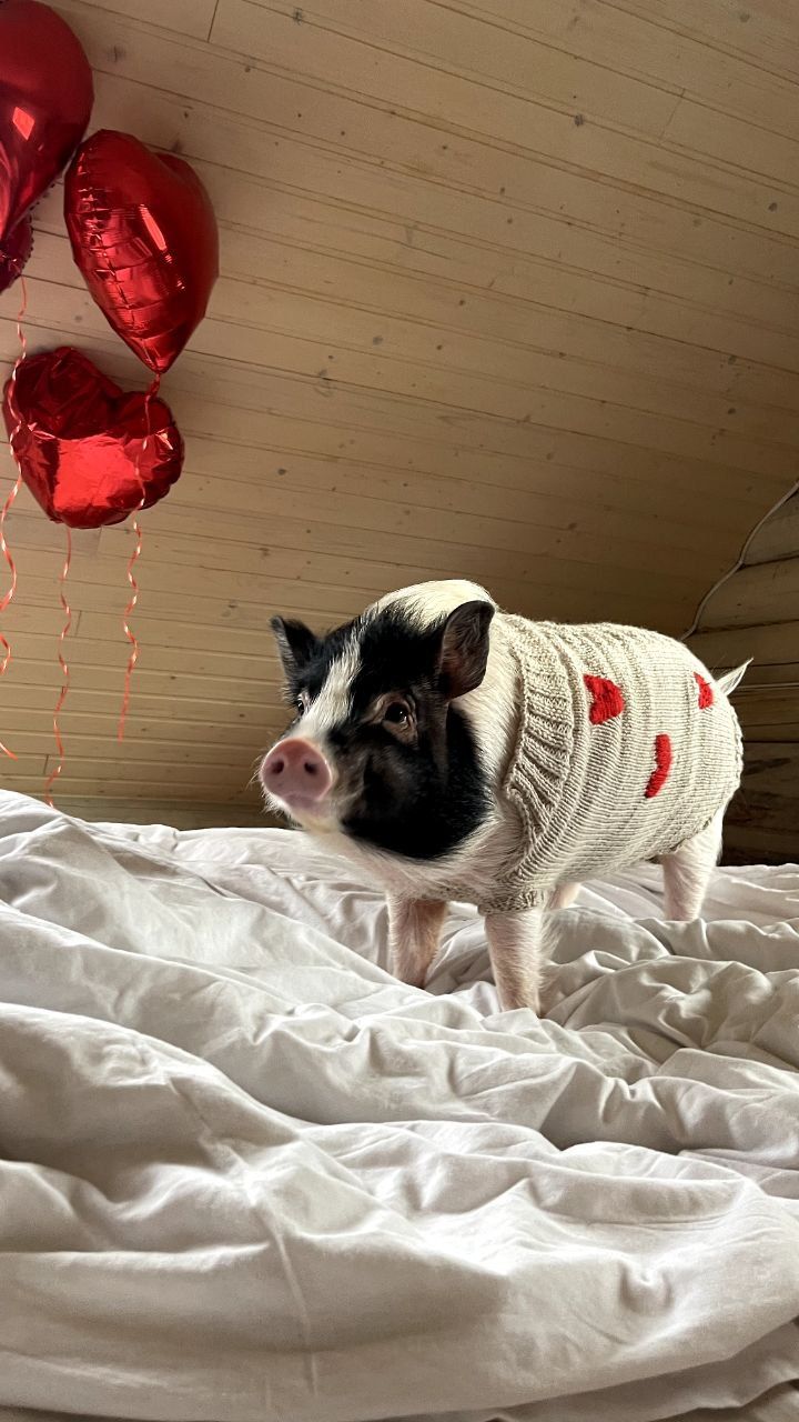 Новини Вінниці - фото з Свинка замість собаки чи кота. Дізналися у власниці міні-піга, як тримати таку тварину вдома