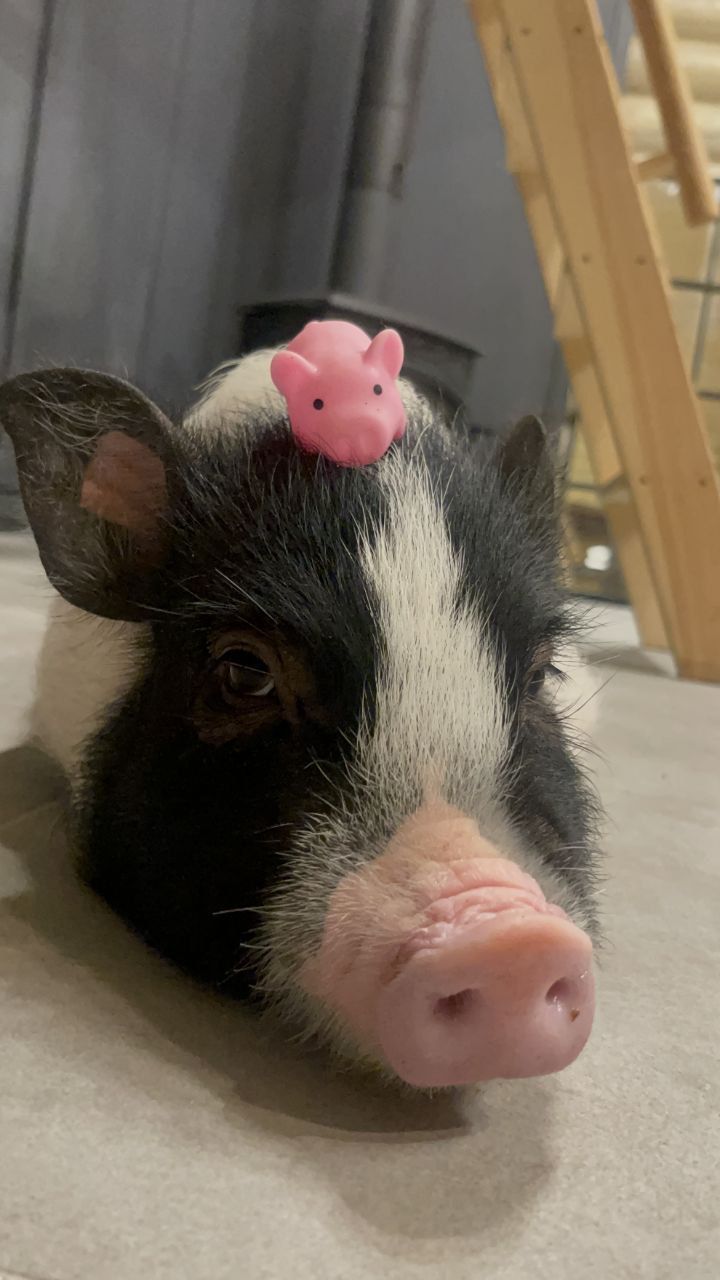 Новини Вінниці - фото з Свинка замість собаки чи кота. Дізналися у власниці міні-піга, як тримати таку тварину вдома
