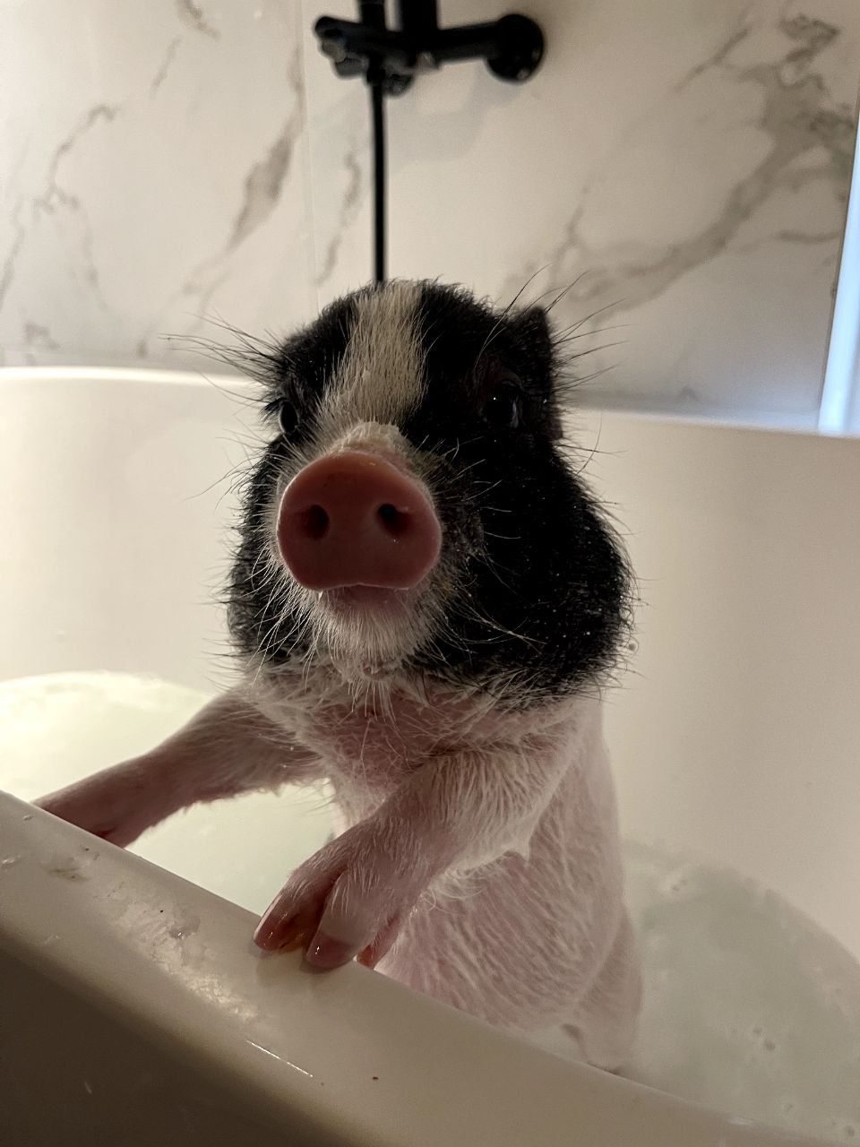 Новини Вінниці - фото з Свинка замість собаки чи кота. Дізналися у власниці міні-піга, як тримати таку тварину вдома