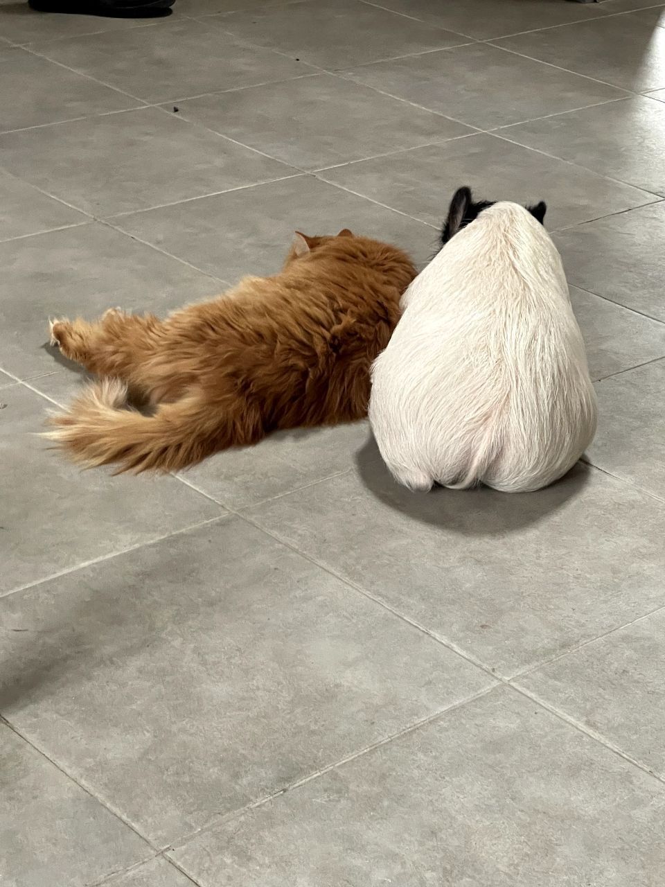 Новини Вінниці - фото з Свинка замість собаки чи кота. Дізналися у власниці міні-піга, як тримати таку тварину вдома