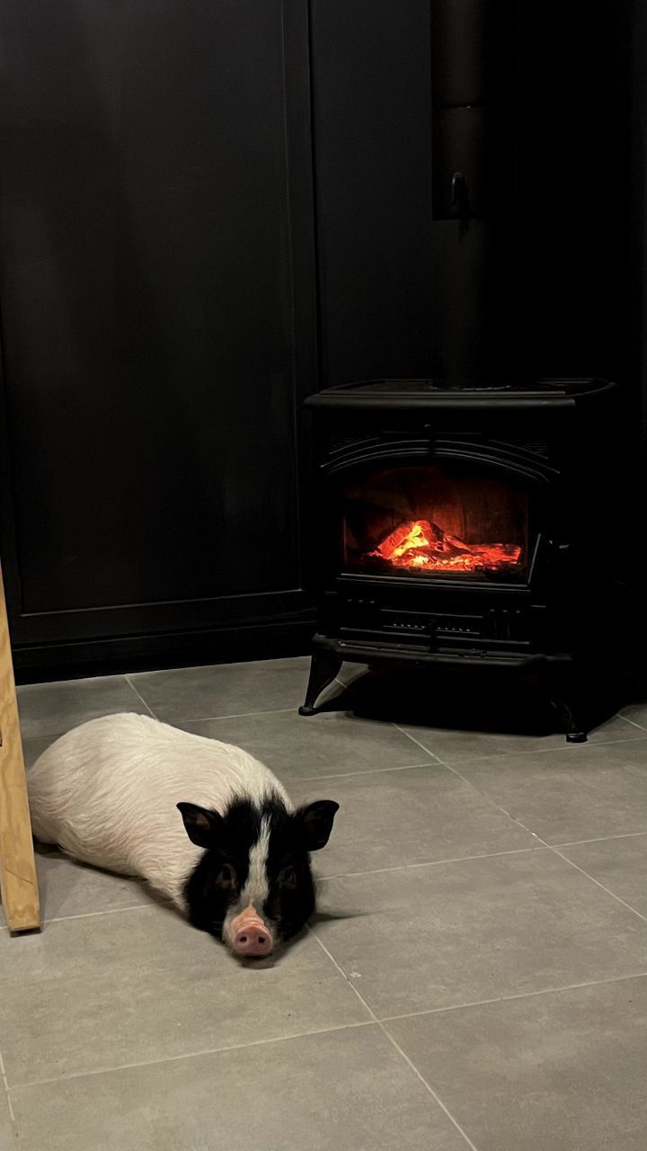 Новини Вінниці - фото з Свинка замість собаки чи кота. Дізналися у власниці міні-піга, як тримати таку тварину вдома