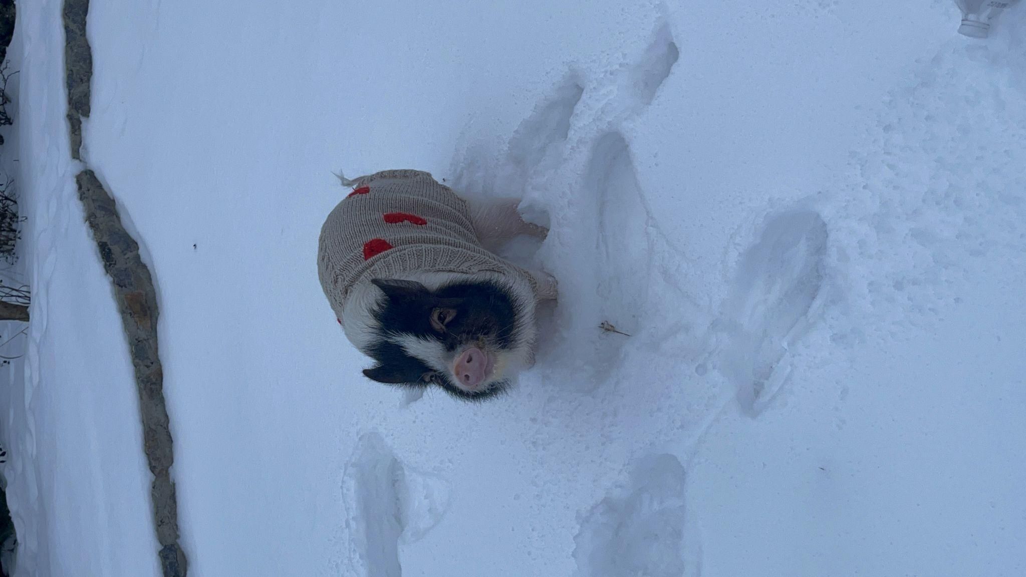 Новини Вінниці - фото з Свинка замість собаки чи кота. Дізналися у власниці міні-піга, як тримати таку тварину вдома