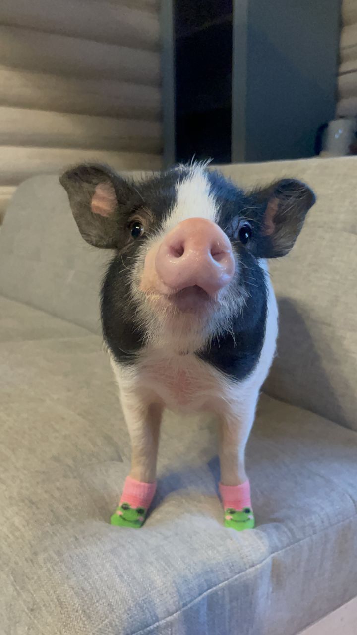 Новини Вінниці - фото з Свинка замість собаки чи кота. Дізналися у власниці міні-піга, як тримати таку тварину вдома