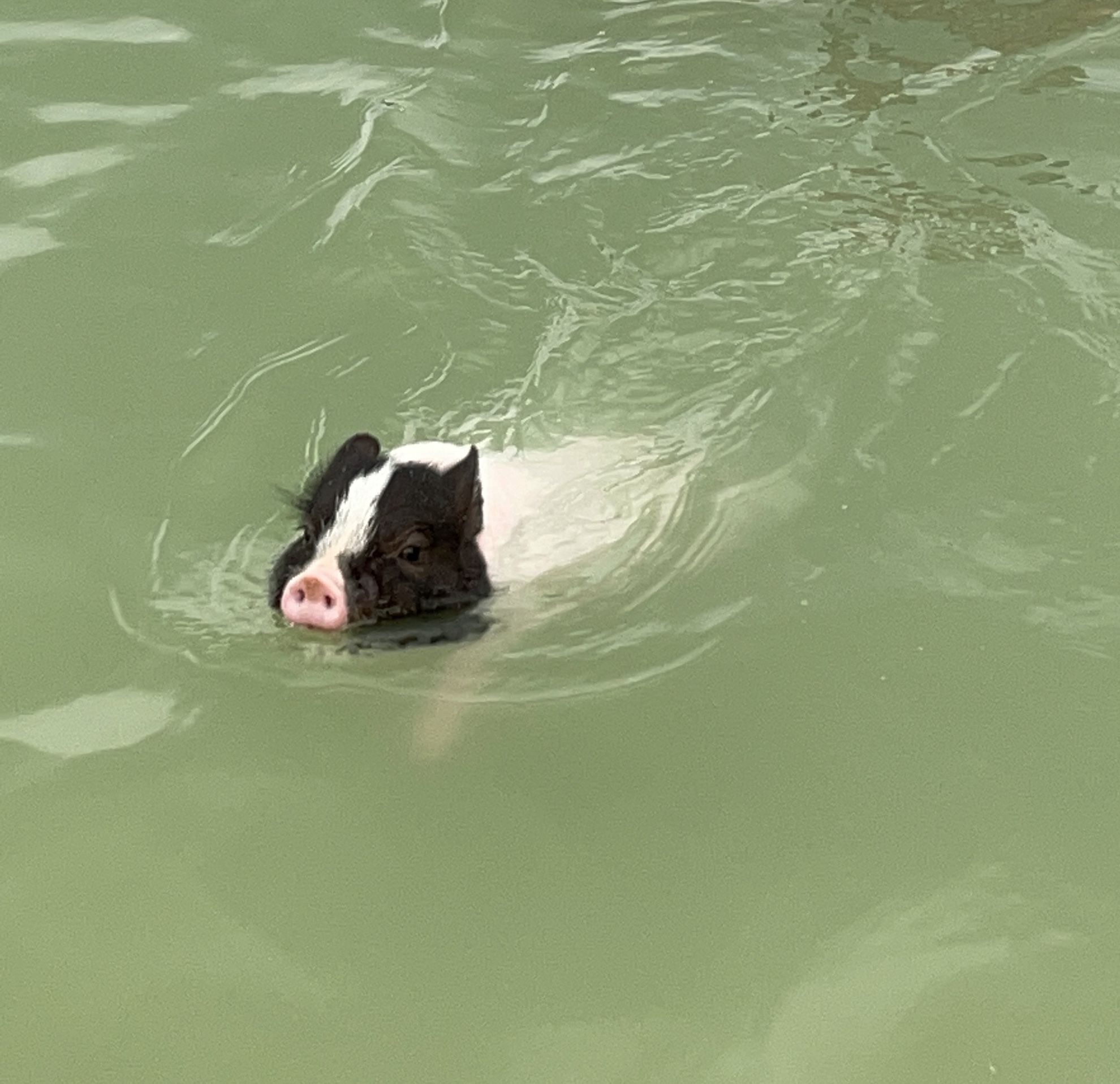 Новини Вінниці - фото з Свинка замість собаки чи кота. Дізналися у власниці міні-піга, як тримати таку тварину вдома