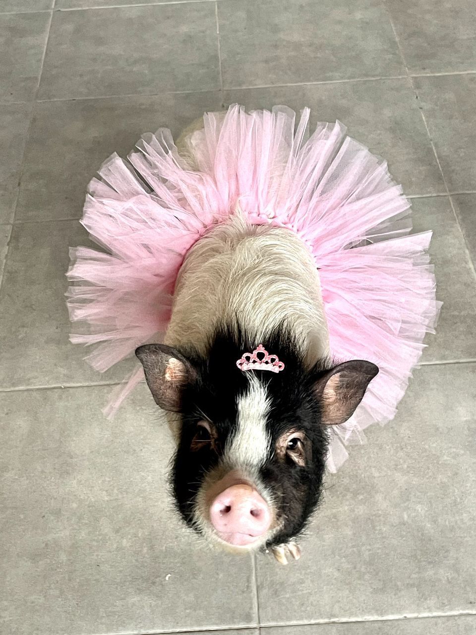 Новини Вінниці - фото з Свинка замість собаки чи кота. Дізналися у власниці міні-піга, як тримати таку тварину вдома