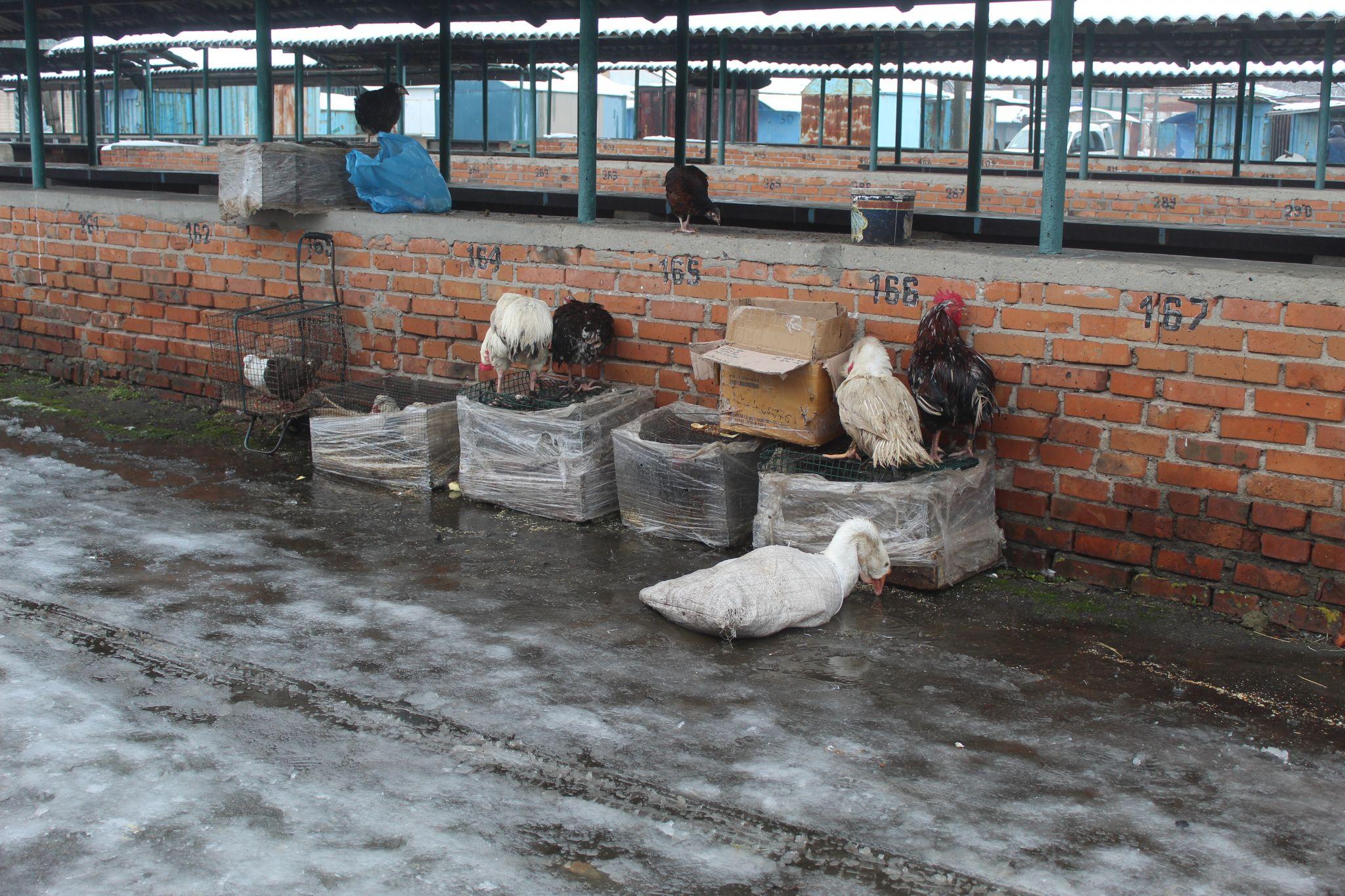 Новини Козятина - фото з Дощова погода завадила виставці та не зіпсувала добрий настрій її учасникам