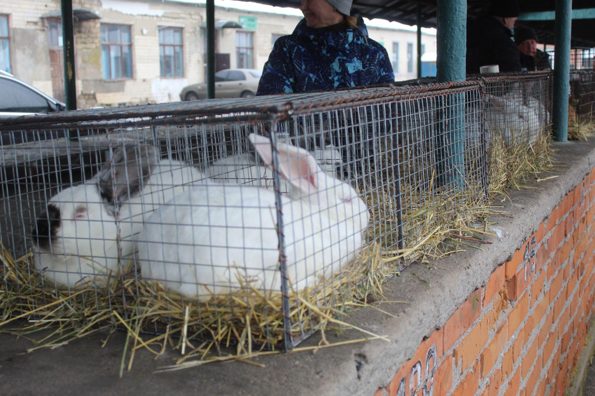 Новини Козятина - фото з Дощова погода завадила виставці та не зіпсувала добрий настрій її учасникам