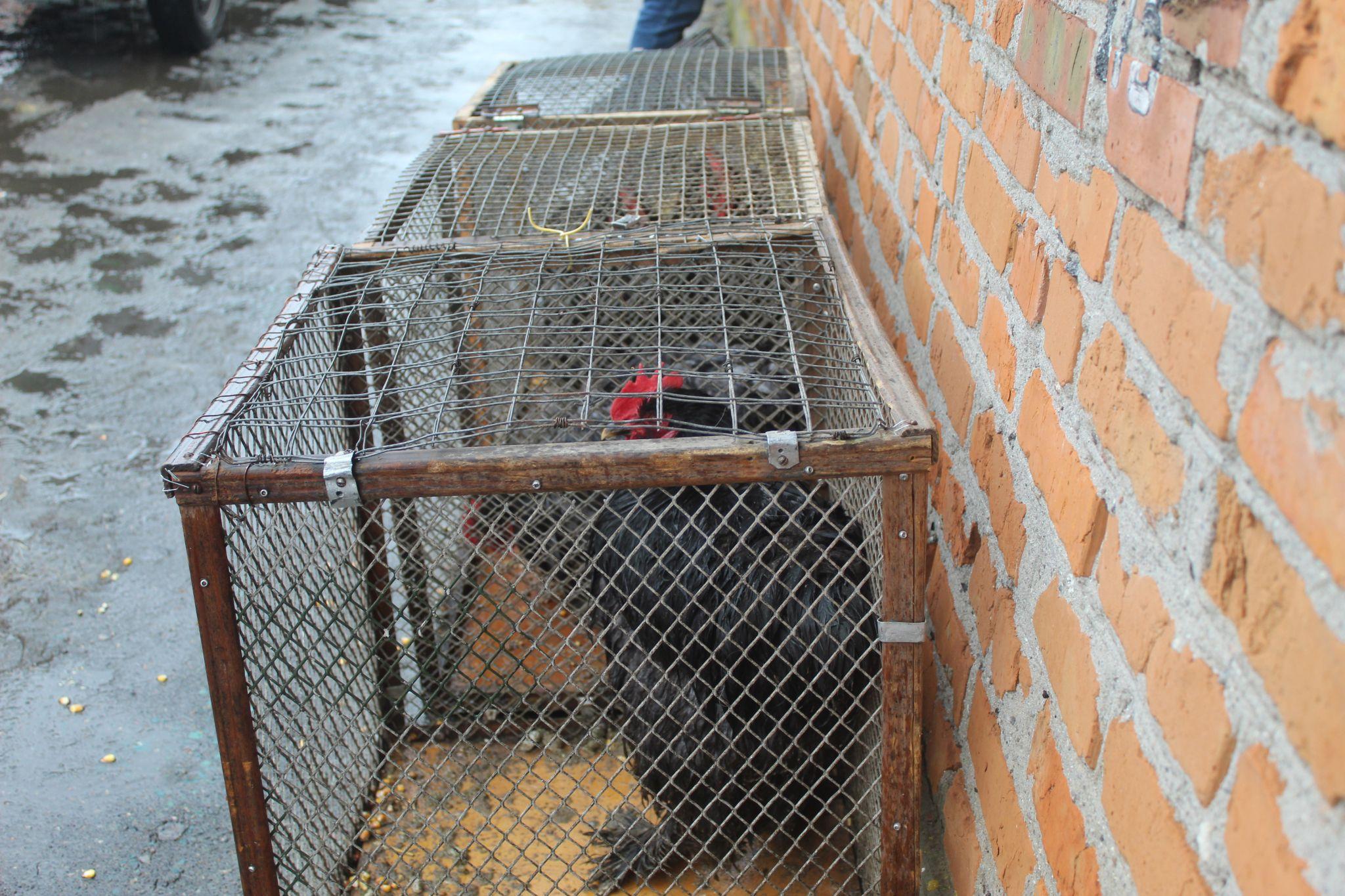 Новини Козятина - фото з Дощова погода завадила виставці та не зіпсувала добрий настрій її учасникам