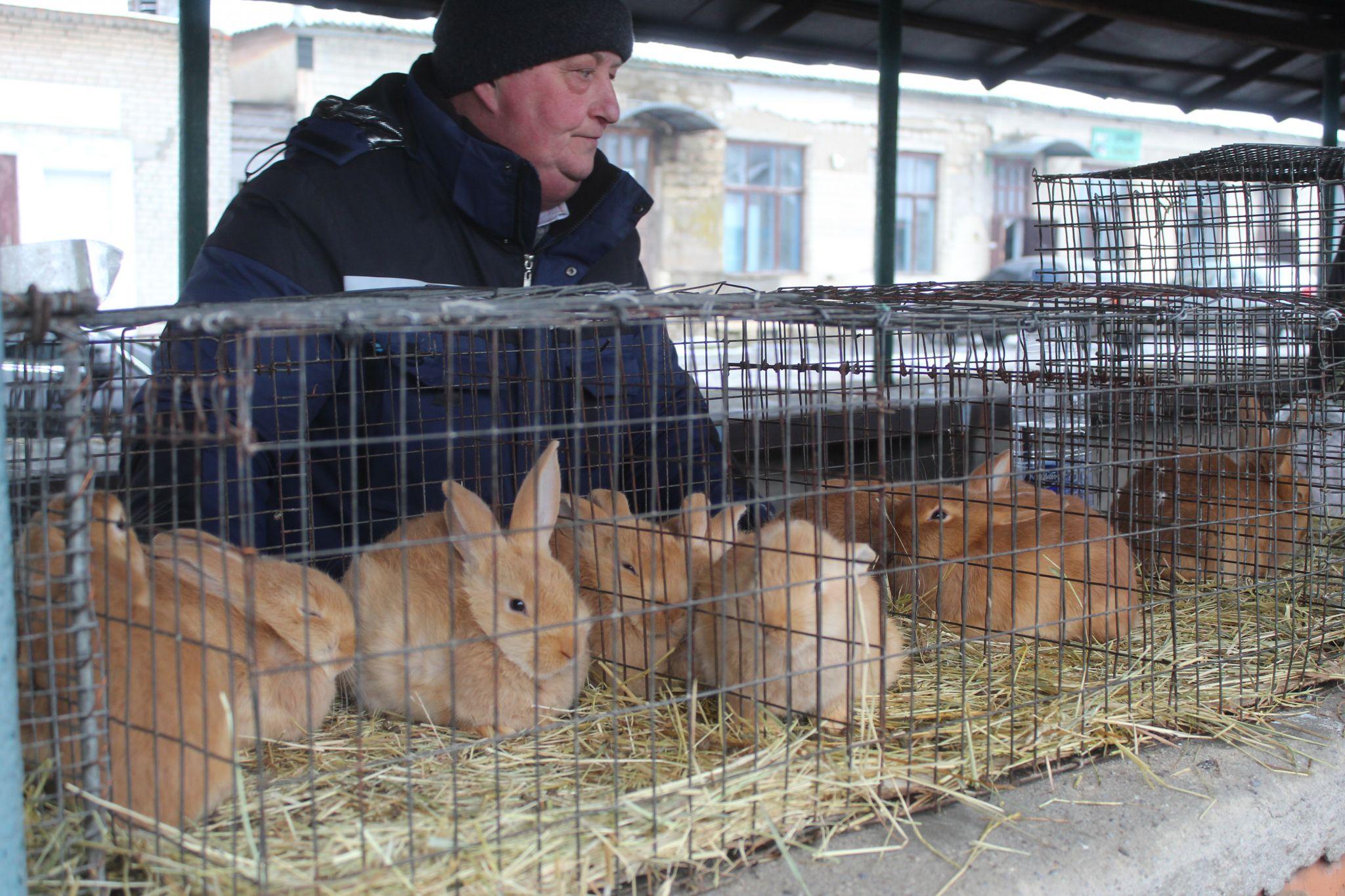 Новини Козятина - фото з Дощова погода завадила виставці та не зіпсувала добрий настрій її учасникам