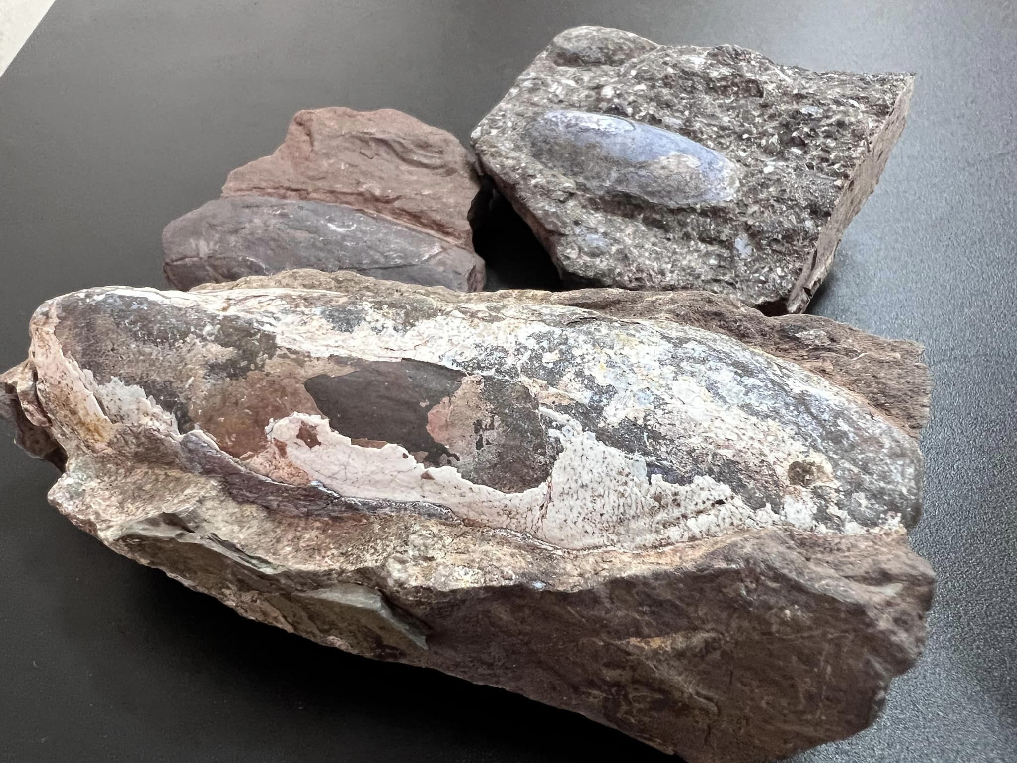 Новини Тернополя - фото з У посилці з Тернополя митники виявили рештки давніх істот