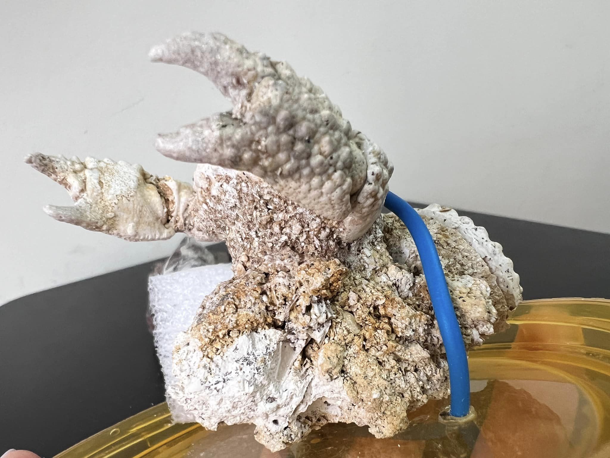 Новини Тернополя - фото з У посилці з Тернополя митники виявили рештки давніх істот