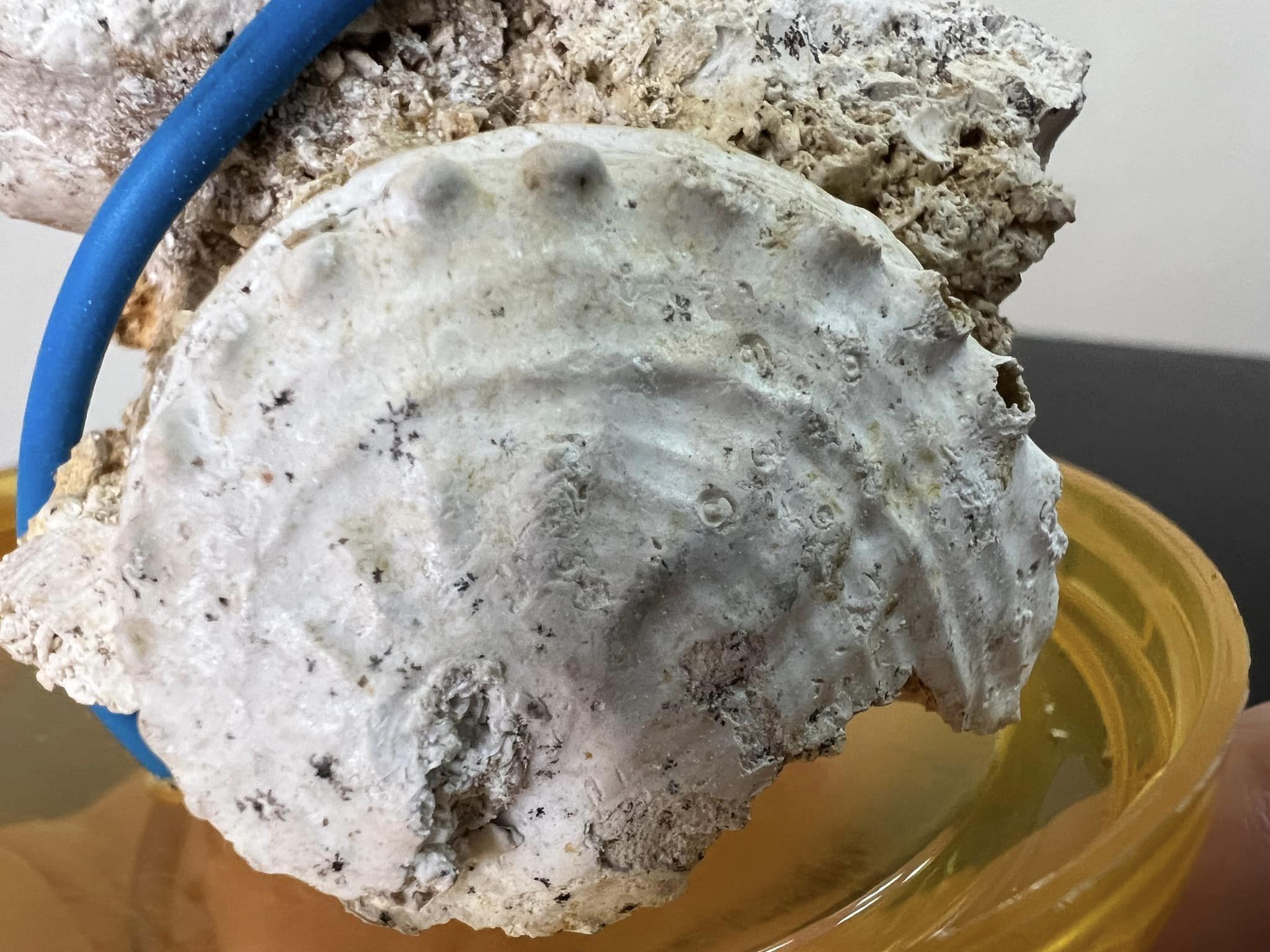 Новини Тернополя - фото з У посилці з Тернополя митники виявили рештки давніх істот