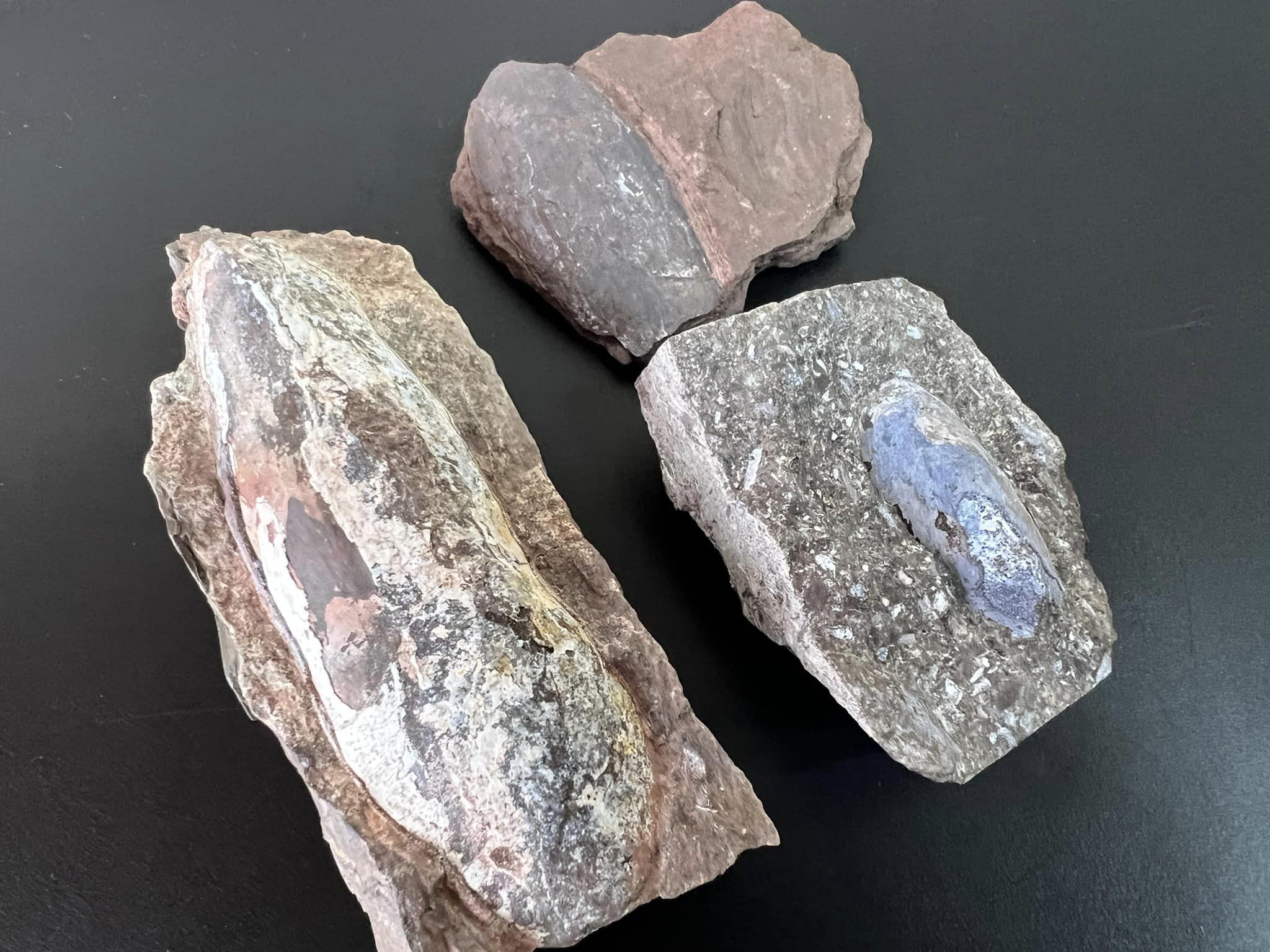 Новини Тернополя - фото з У посилці з Тернополя митники виявили рештки давніх істот