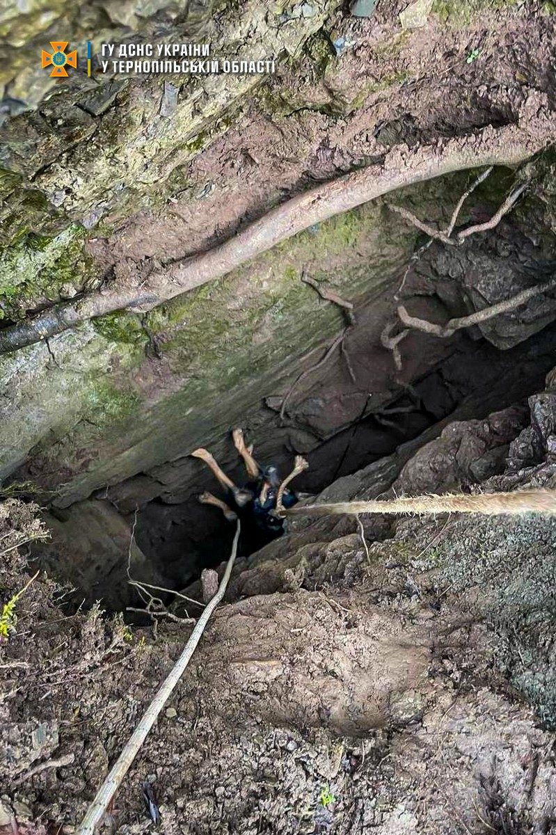 Новини Тернополя - фото з На Тернопільщині врятували собаку, який впав у щілину в Дністровському каньйоні