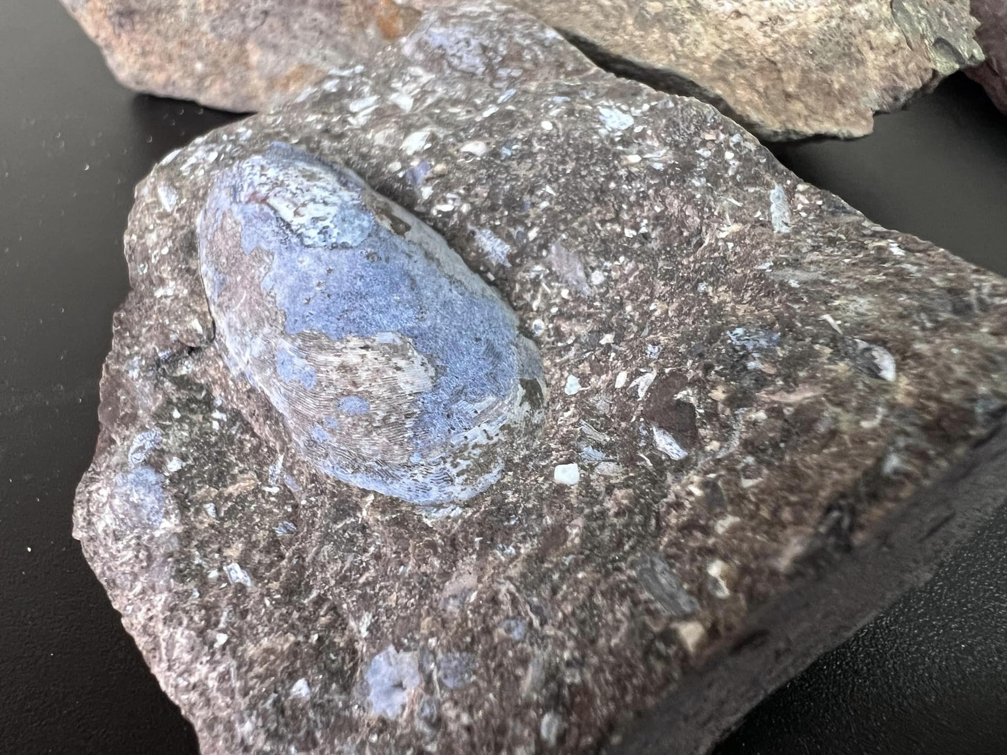 Новини Тернополя - фото з У посилці з Тернополя митники виявили рештки давніх істот