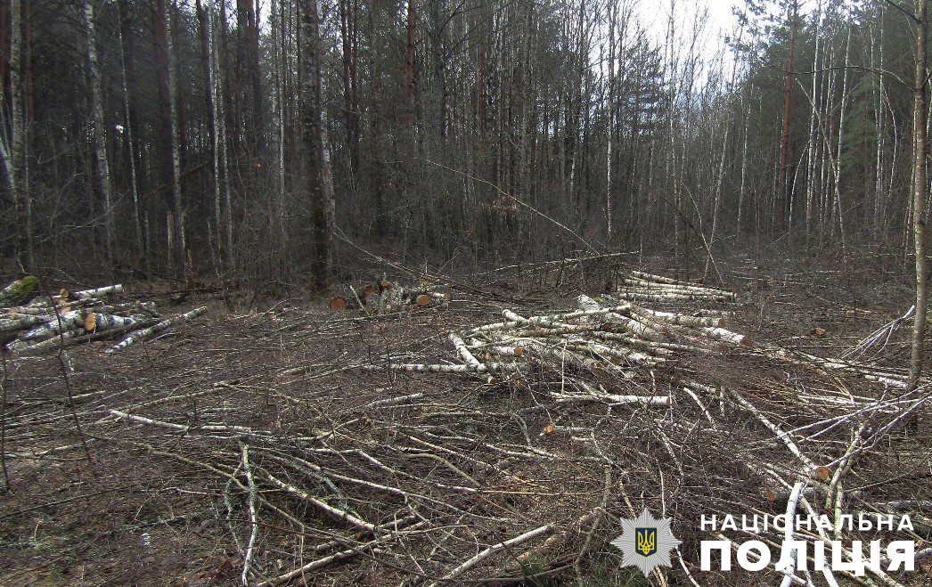 звягельські поліцейські розпочали розслідування незаконної порубки лісу