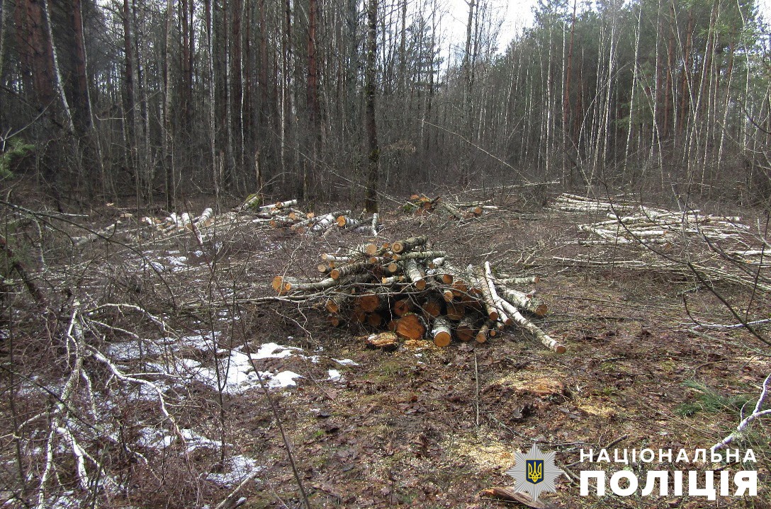 звягельські поліцейські розпочали розслідування незаконної порубки лісу