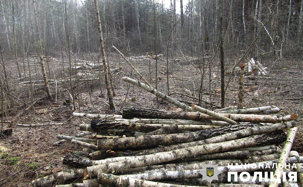 звягельські поліцейські розпочали розслідування незаконної порубки лісу