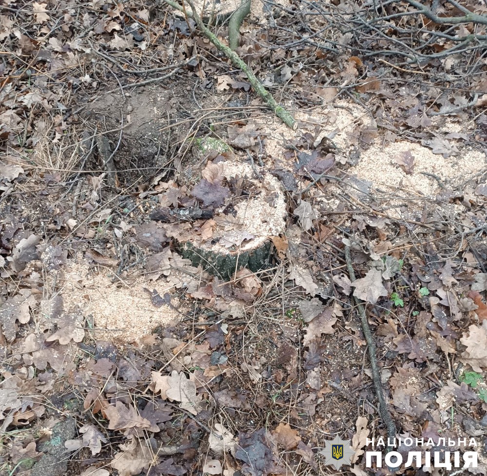 поліцейські викрили причетного до незаконної порубки лісу в брусилівській громаді