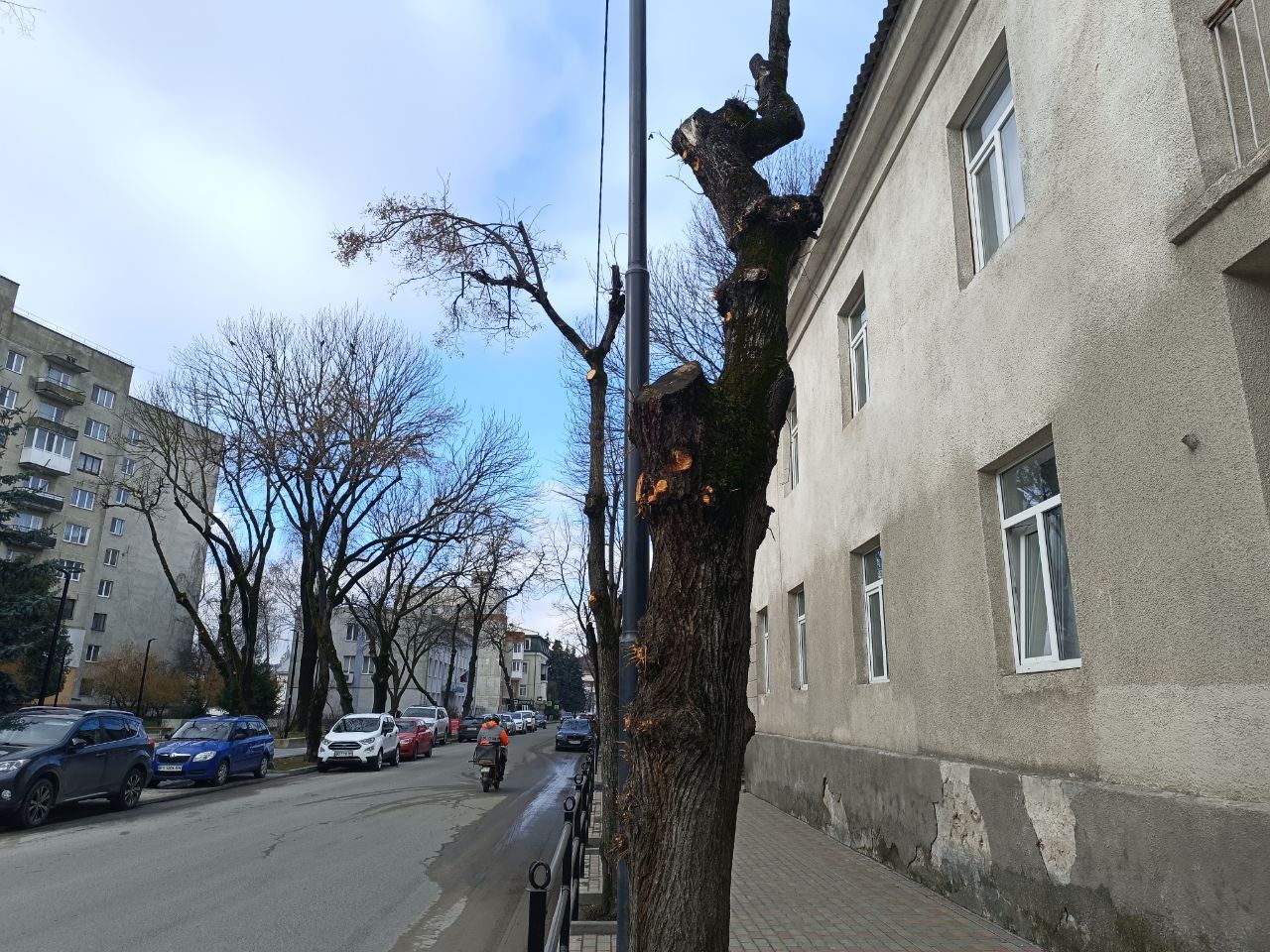 Новини Тернополя - фото з Навіщо у Сквері волонтерів обрізали дерева