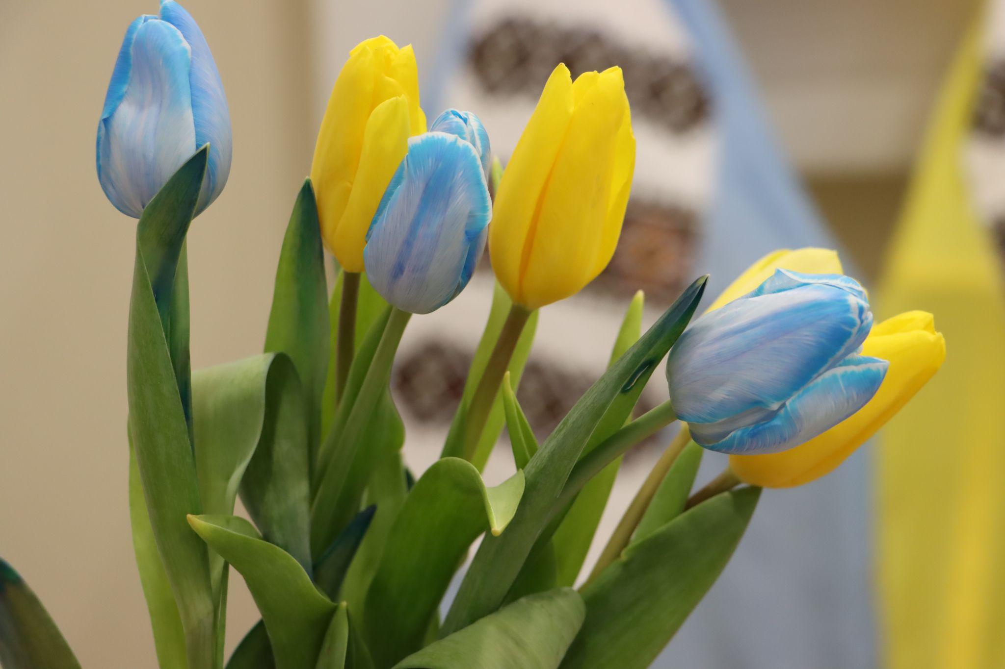 Новини Тернополя - фото з У Тернополі показали «Рушник Волі», який шість місяців вишивали 300 людей (РЕПОРТАЖ)