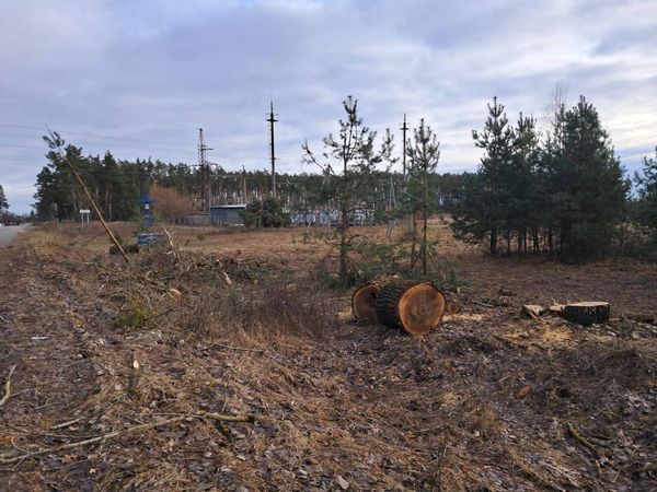 Новини Житомира - фото з У громаді Житомирського району незаконно зрубали 24 тополі на майже 860 тис. грн