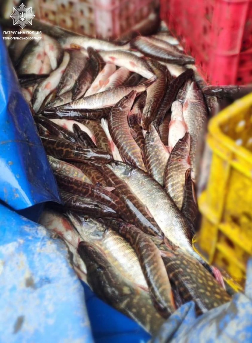 Новини Тернополя - фото з На Тернопільщині чоловік перевозив понад 400 кг незаконно виловленої щуки На зображенні може бути: текст