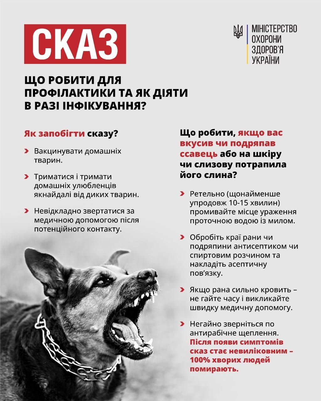 Новини Козятина - фото з Зволікання може коштувати життя: що робити, якщо вас вкусив собака