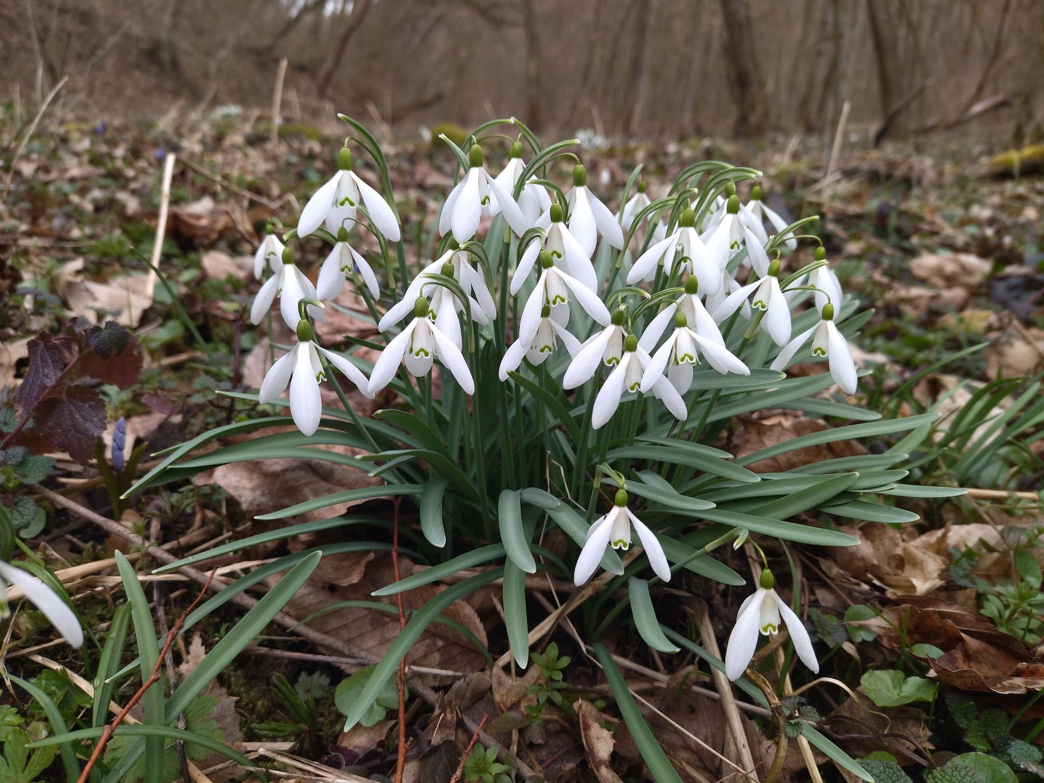 Новини Тернополя - фото з У заповідному парку на Тернопільщині квітнуть рідкісні первоцвіти