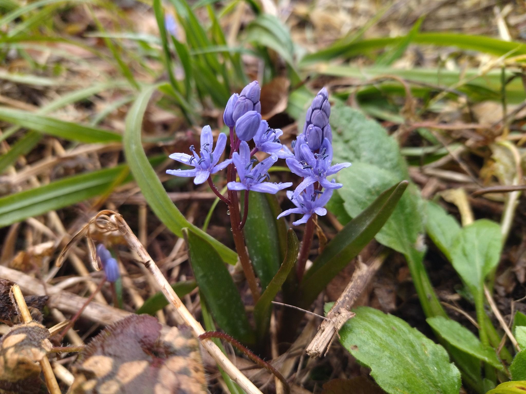 Новини Тернополя - фото з У заповідному парку на Тернопільщині квітнуть рідкісні первоцвіти