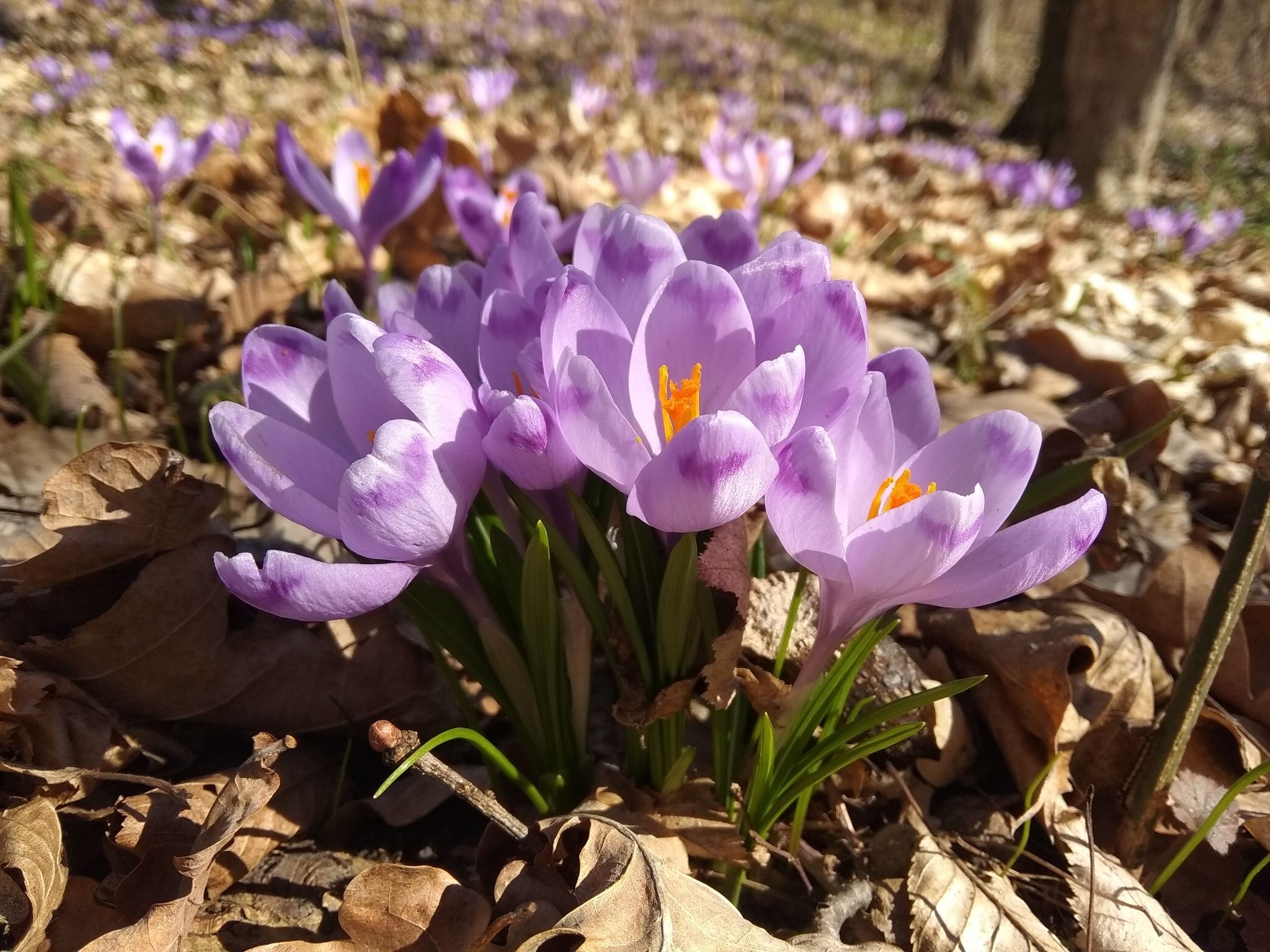 Новини Тернополя - фото з У заповідному парку на Тернопільщині квітнуть рідкісні первоцвіти