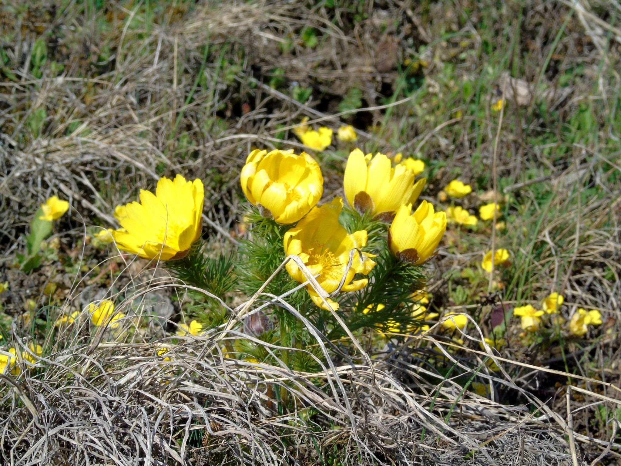 Новини Тернополя - фото з У заповідному парку на Тернопільщині квітнуть рідкісні первоцвіти