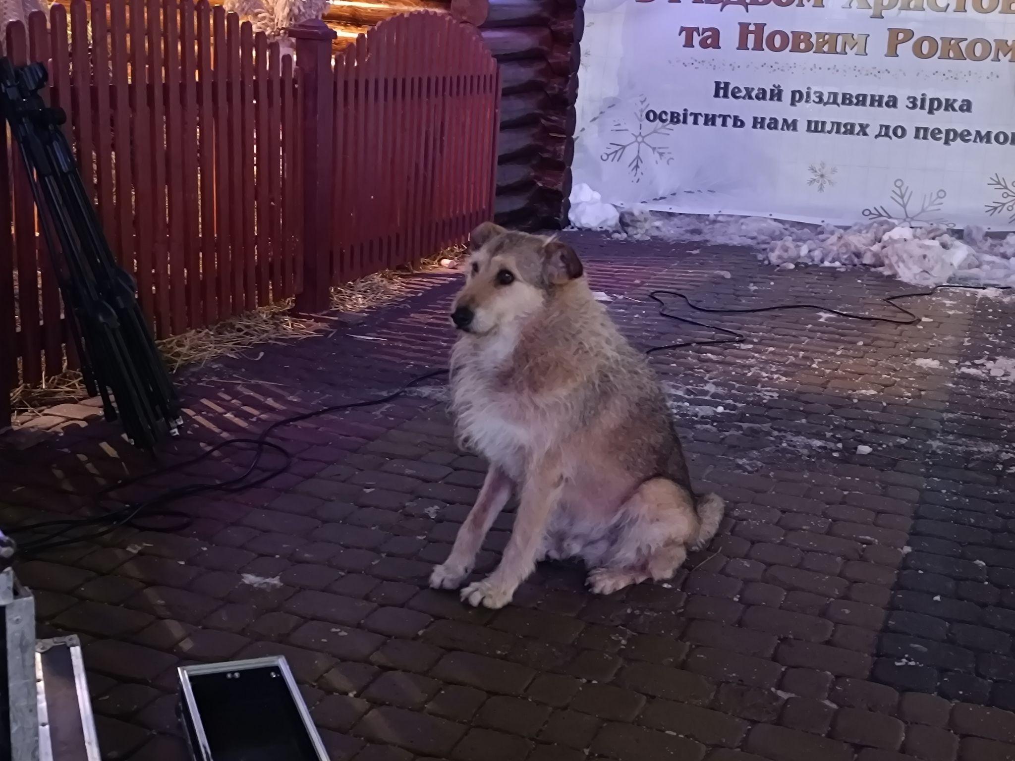 Новини Тернополя - фото з Господар Театрального майдану: історія вуличного пса Компота, якого полюбили тернополяни