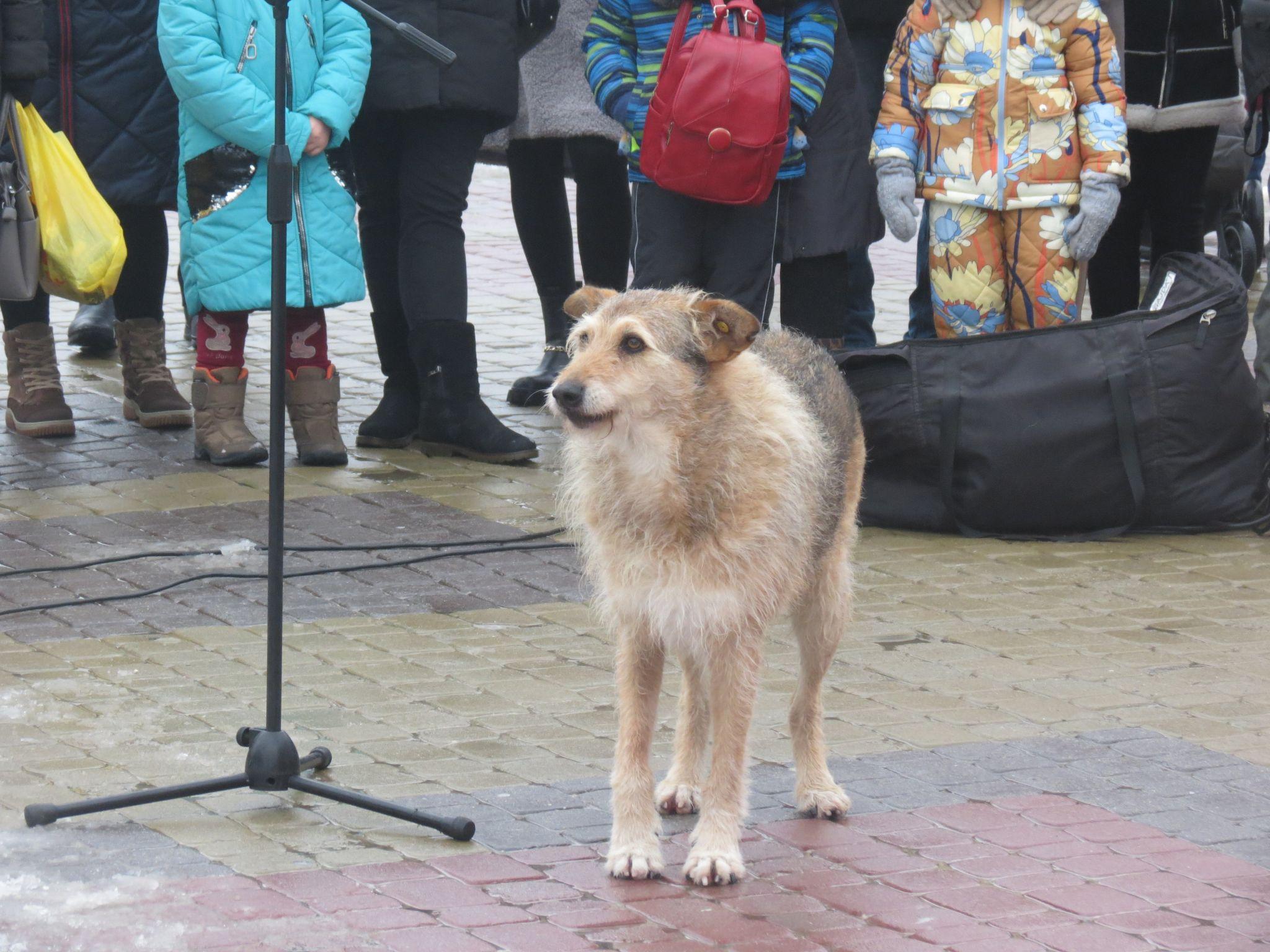 Новини Тернополя - фото з Господар Театрального майдану: історія вуличного пса Компота, якого полюбили тернополяни