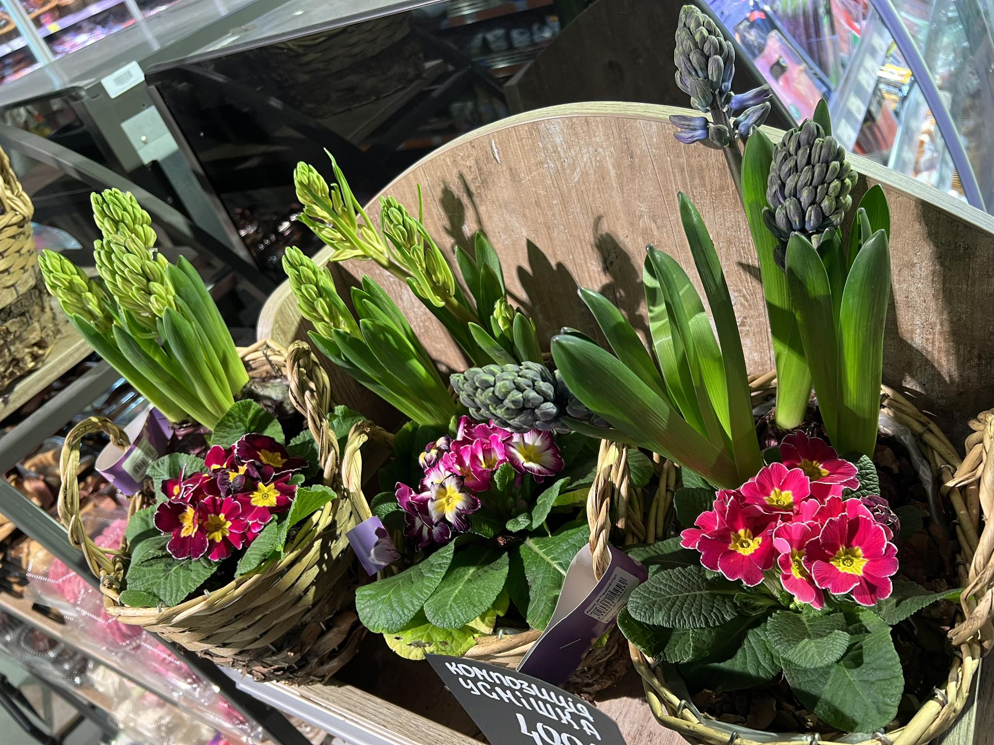 Новини Вінниці - фото з Перші квіти весни. Скільки нині коштують примули, нарциси, мускарі?