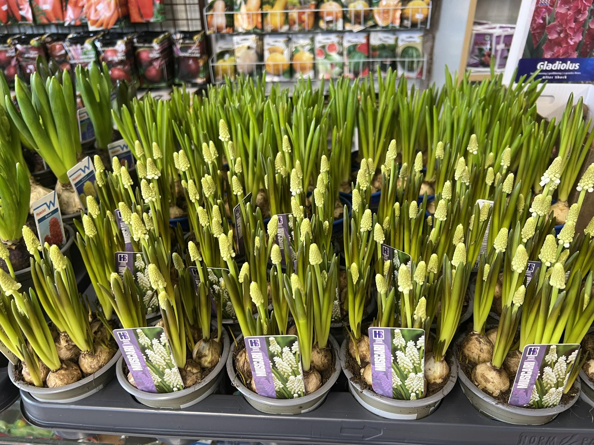 Новини Вінниці - фото з Перші квіти весни. Скільки нині коштують примули, нарциси, мускарі?