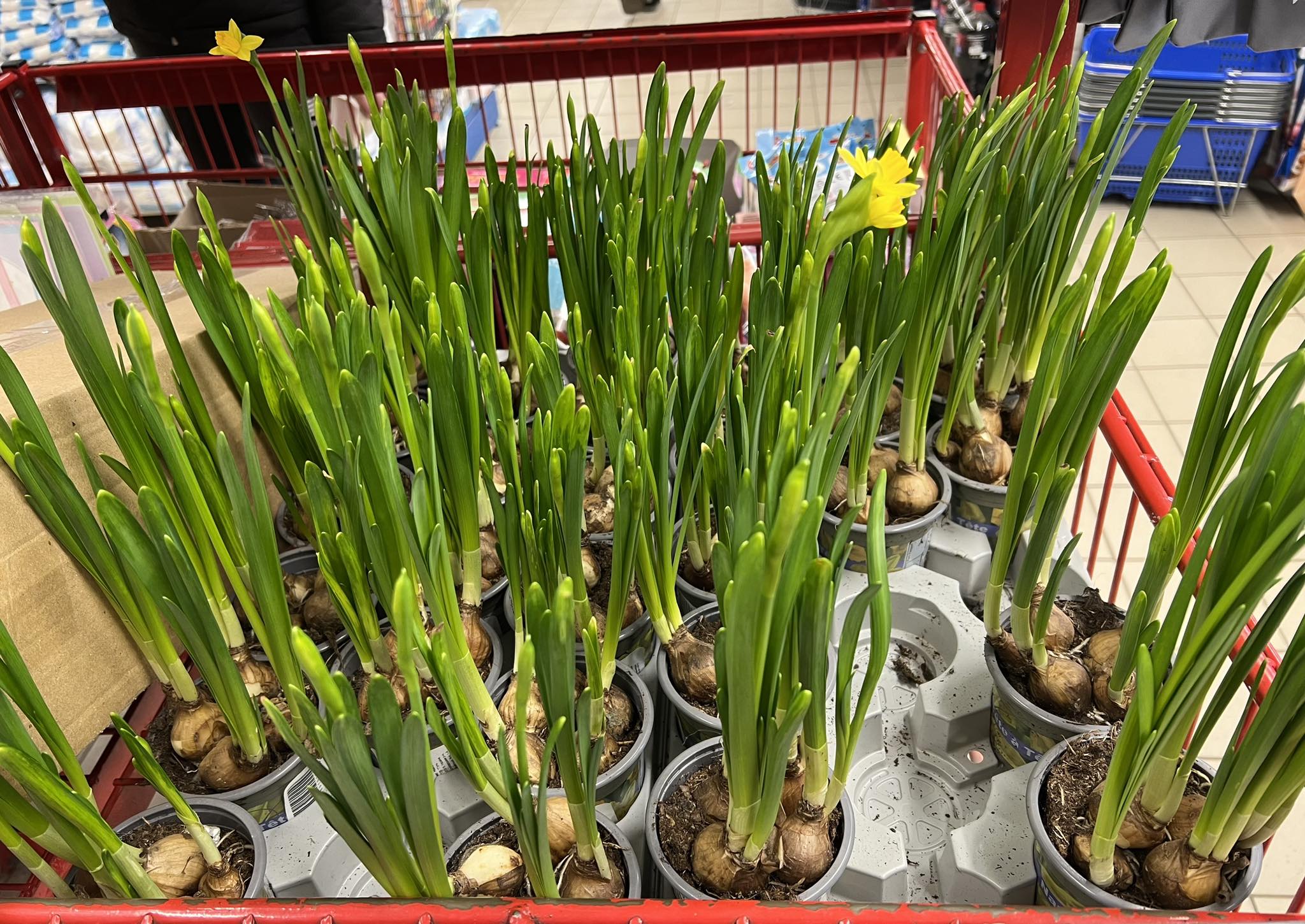 Новини Вінниці - фото з Перші квіти весни. Скільки нині коштують примули, нарциси, мускарі?