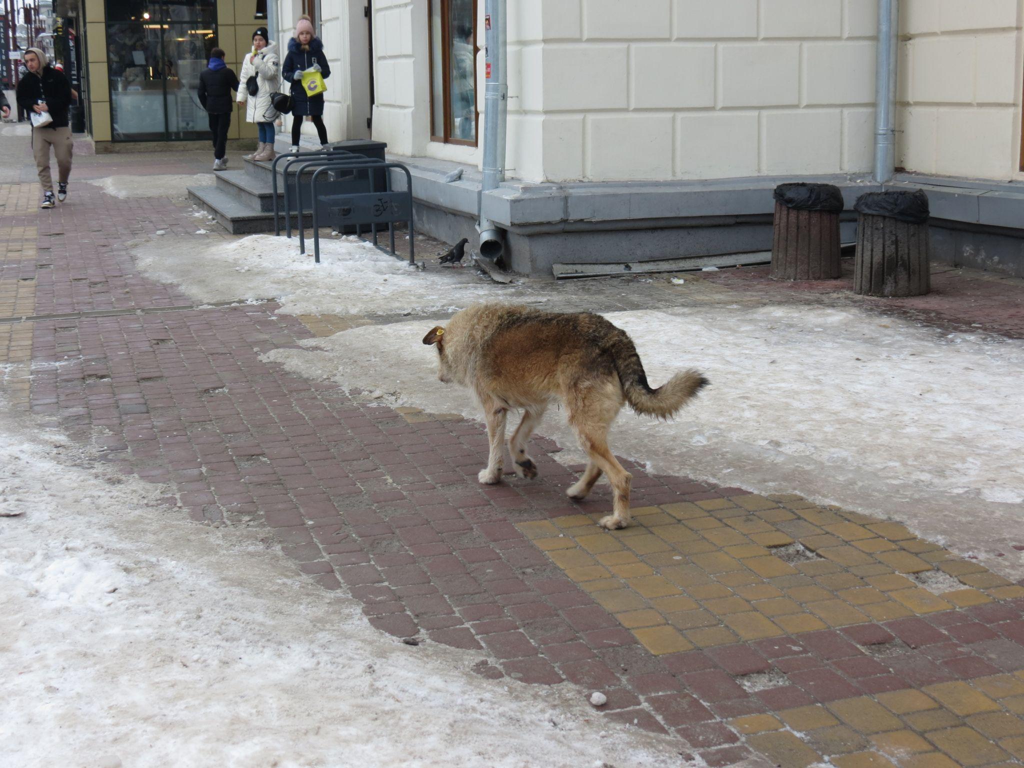 Новини Тернополя - фото з Господар Театрального майдану: історія вуличного пса Компота, якого полюбили тернополяни