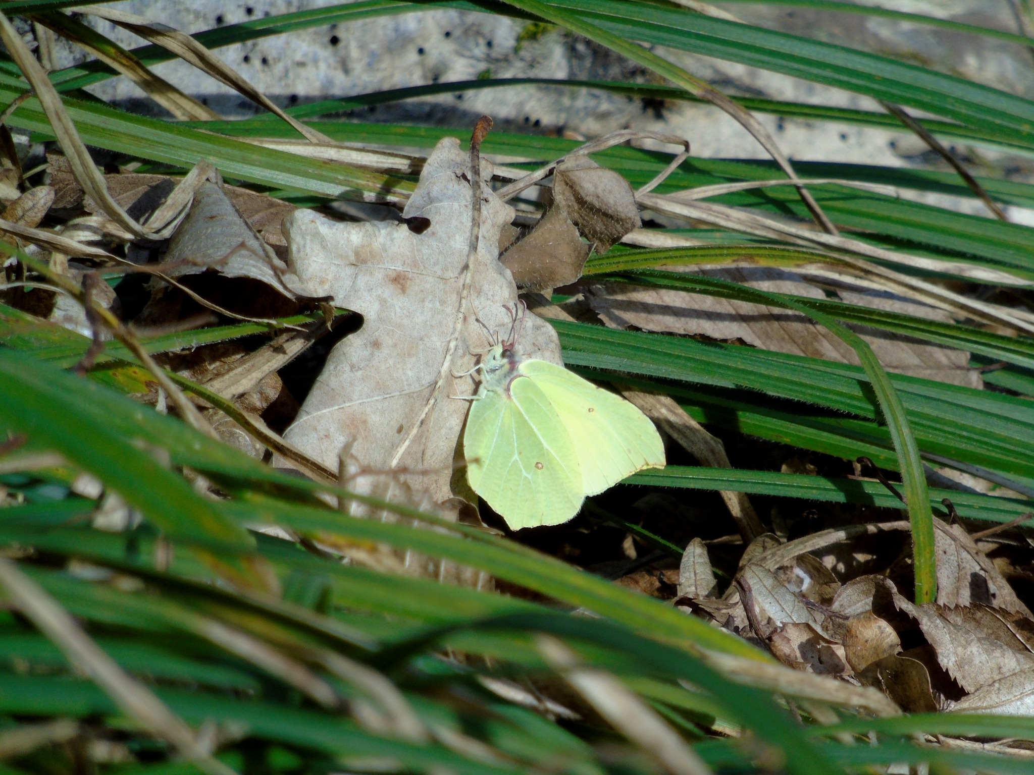 Новини Тернополя - фото з На Тернопільщині масово цвітуть червонокнижні квіти: дивіться фото Немає опису світлини.