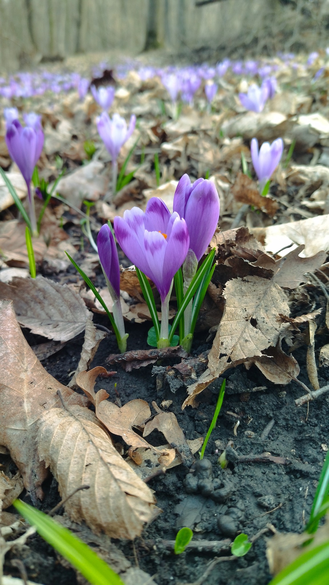 Новини Тернополя - фото з На Тернопільщині масово цвітуть червонокнижні квіти: дивіться фото На зображенні може бути: квітка