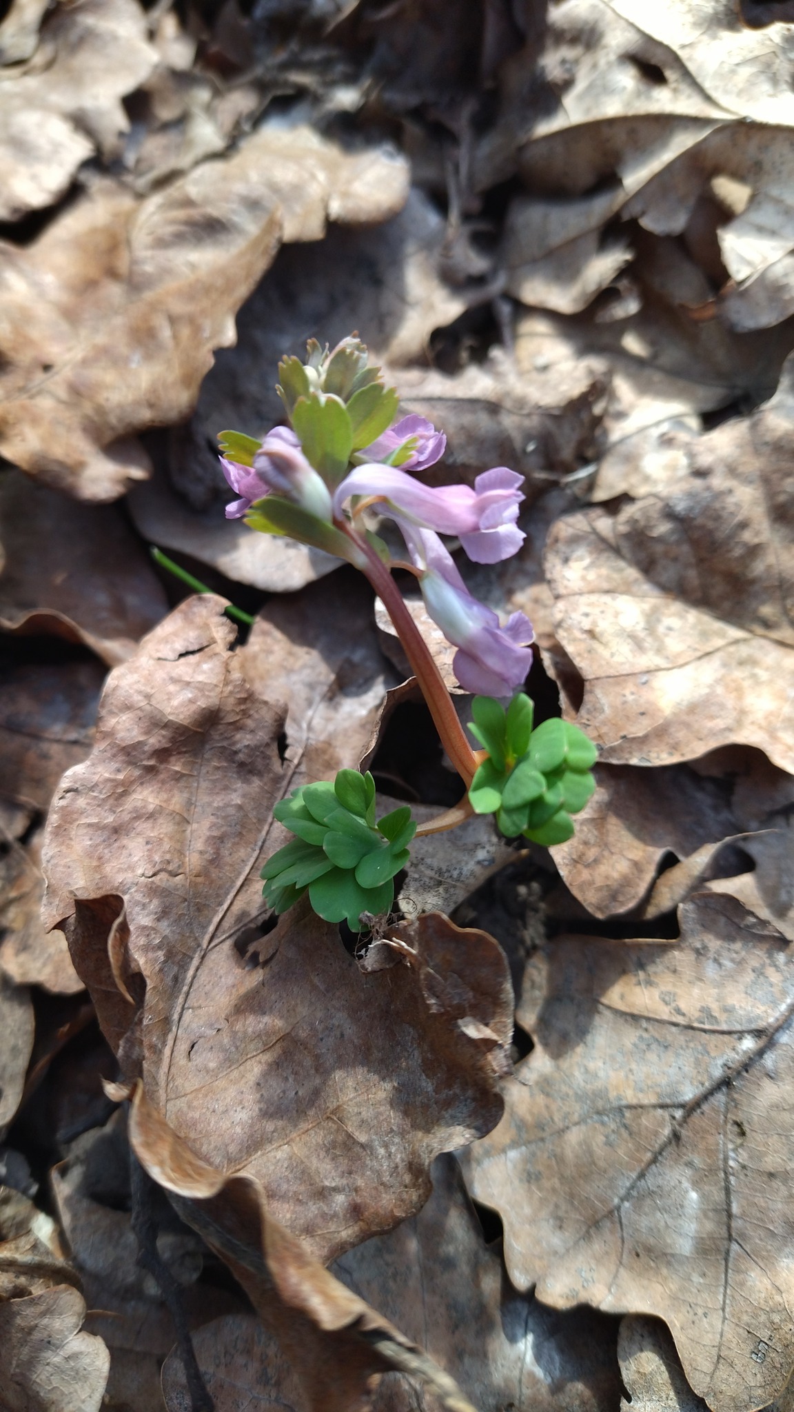 Новини Тернополя - фото з На Тернопільщині масово цвітуть червонокнижні квіти: дивіться фото На зображенні може бути: Левізія