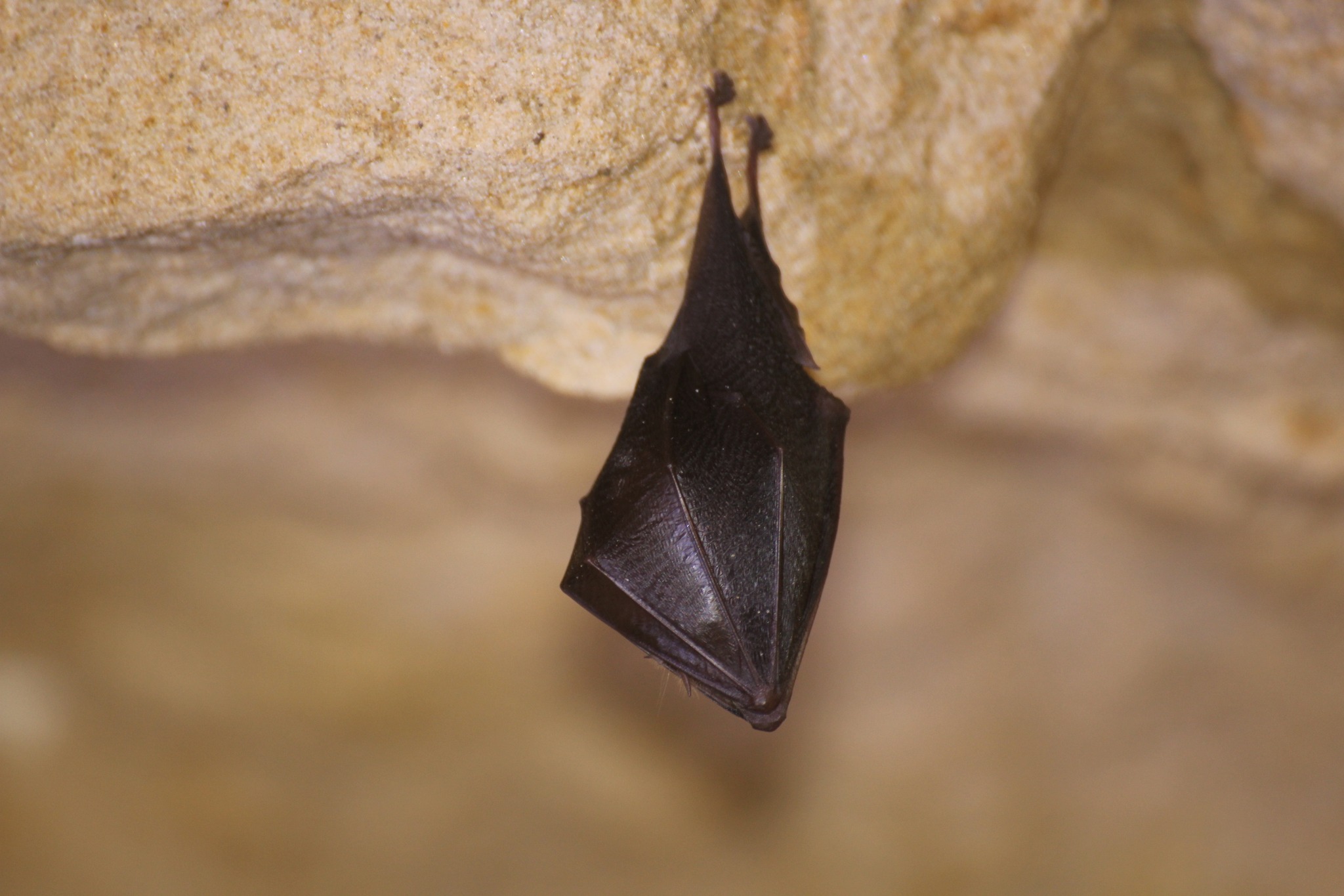 Новини Тернополя - фото з На Тернопільщині масово цвітуть червонокнижні квіти: дивіться фото На зображенні може бути: кажан