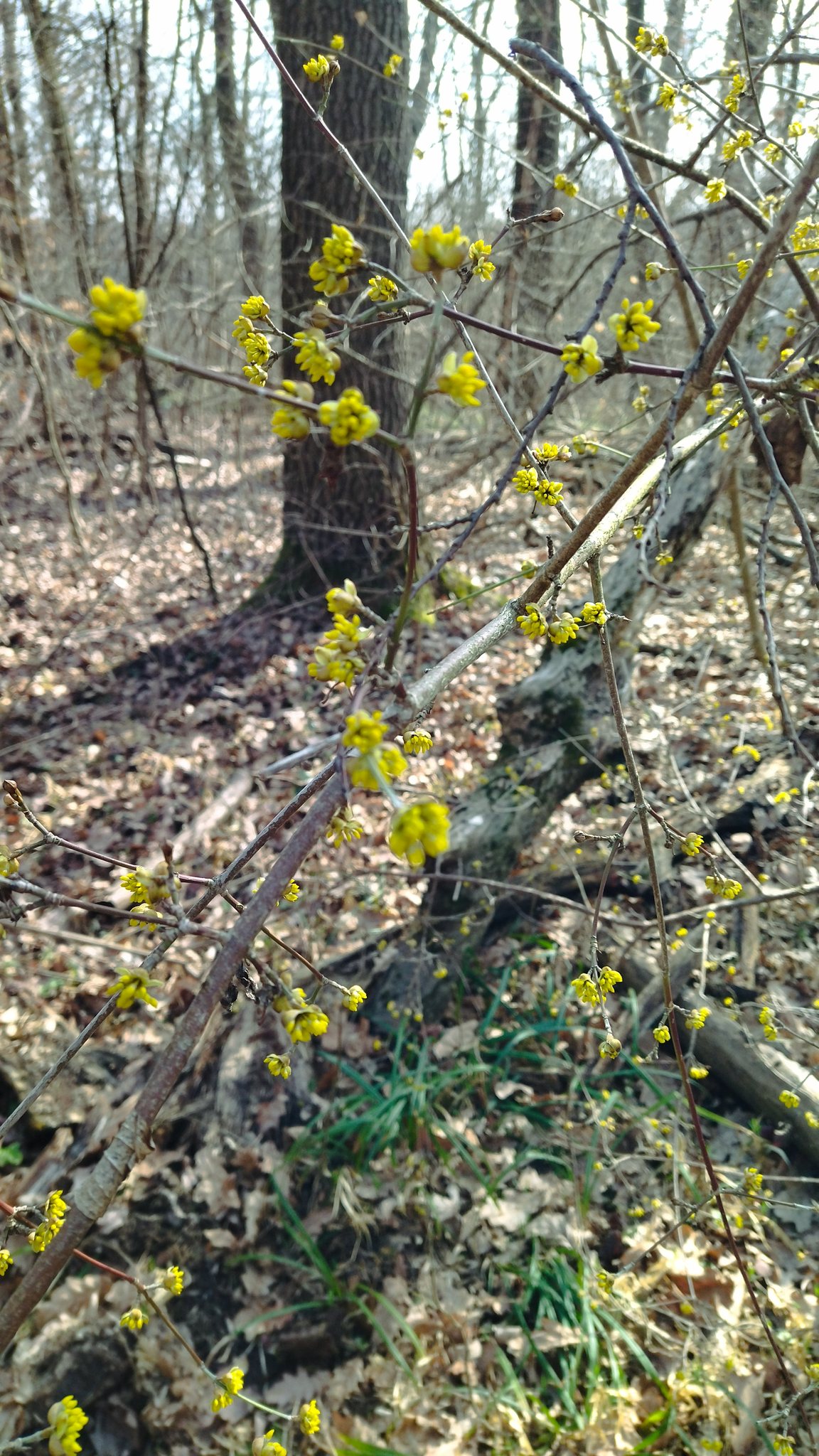 Новини Тернополя - фото з На Тернопільщині масово цвітуть червонокнижні квіти: дивіться фото На зображенні може бути: кизил та дерево