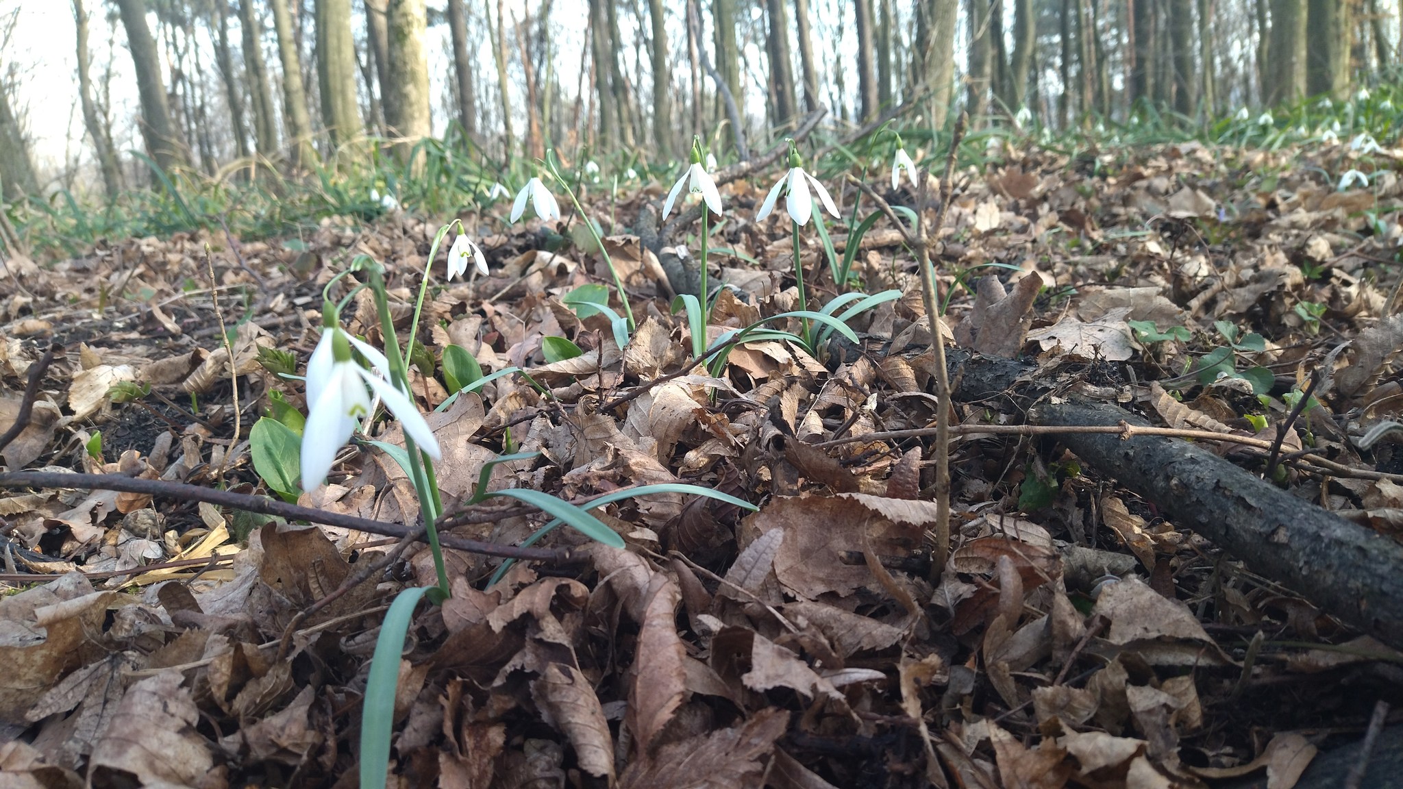 Новини Тернополя - фото з На Тернопільщині масово цвітуть червонокнижні квіти: дивіться фото На зображенні може бути: підсніжник