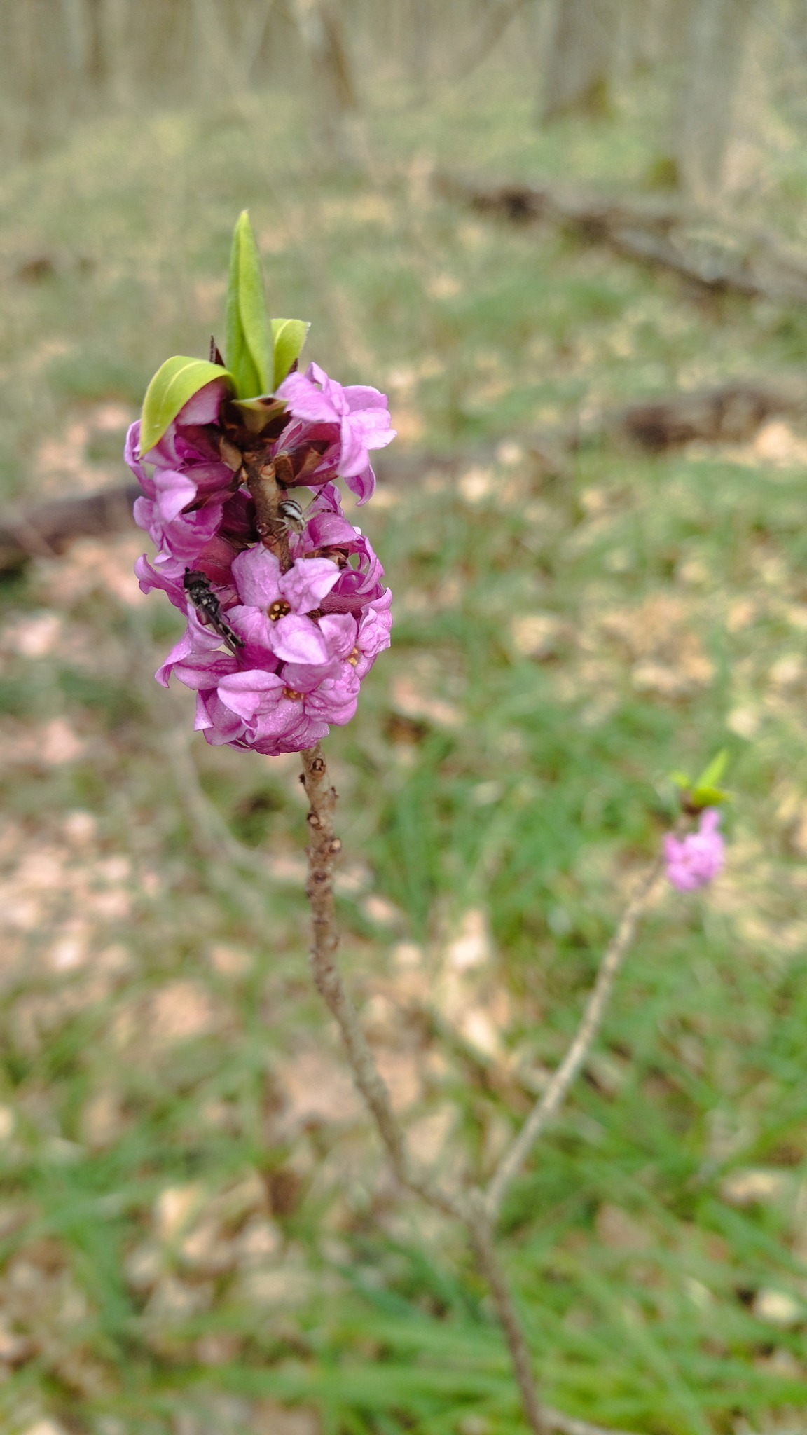 Новини Тернополя - фото з На Тернопільщині масово цвітуть червонокнижні квіти: дивіться фото На зображенні може бути: квітка